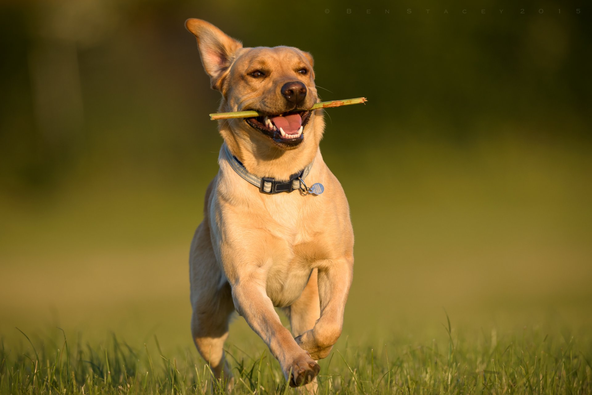 labrador retriever dog running walk happiness mood