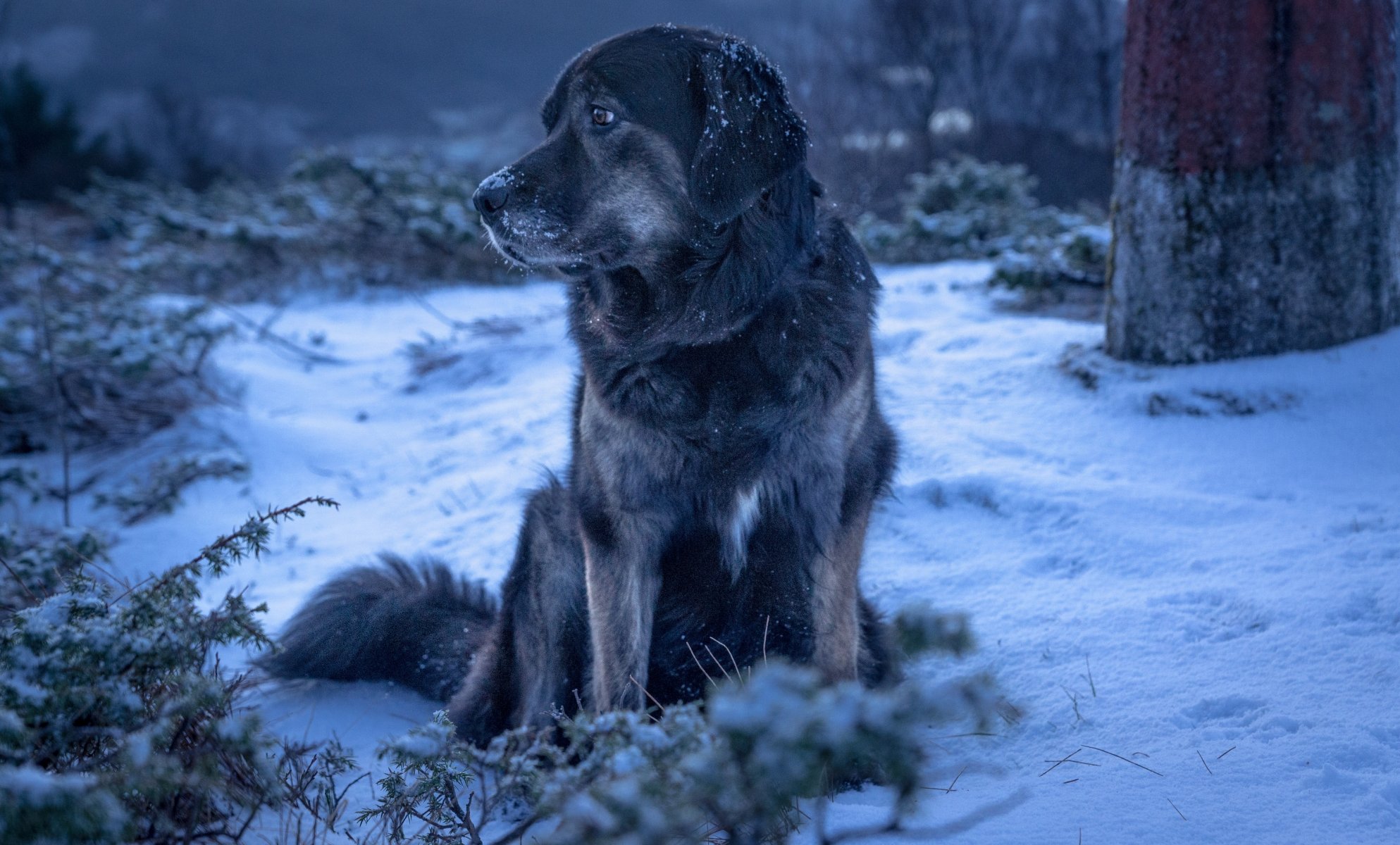 chien hiver neige