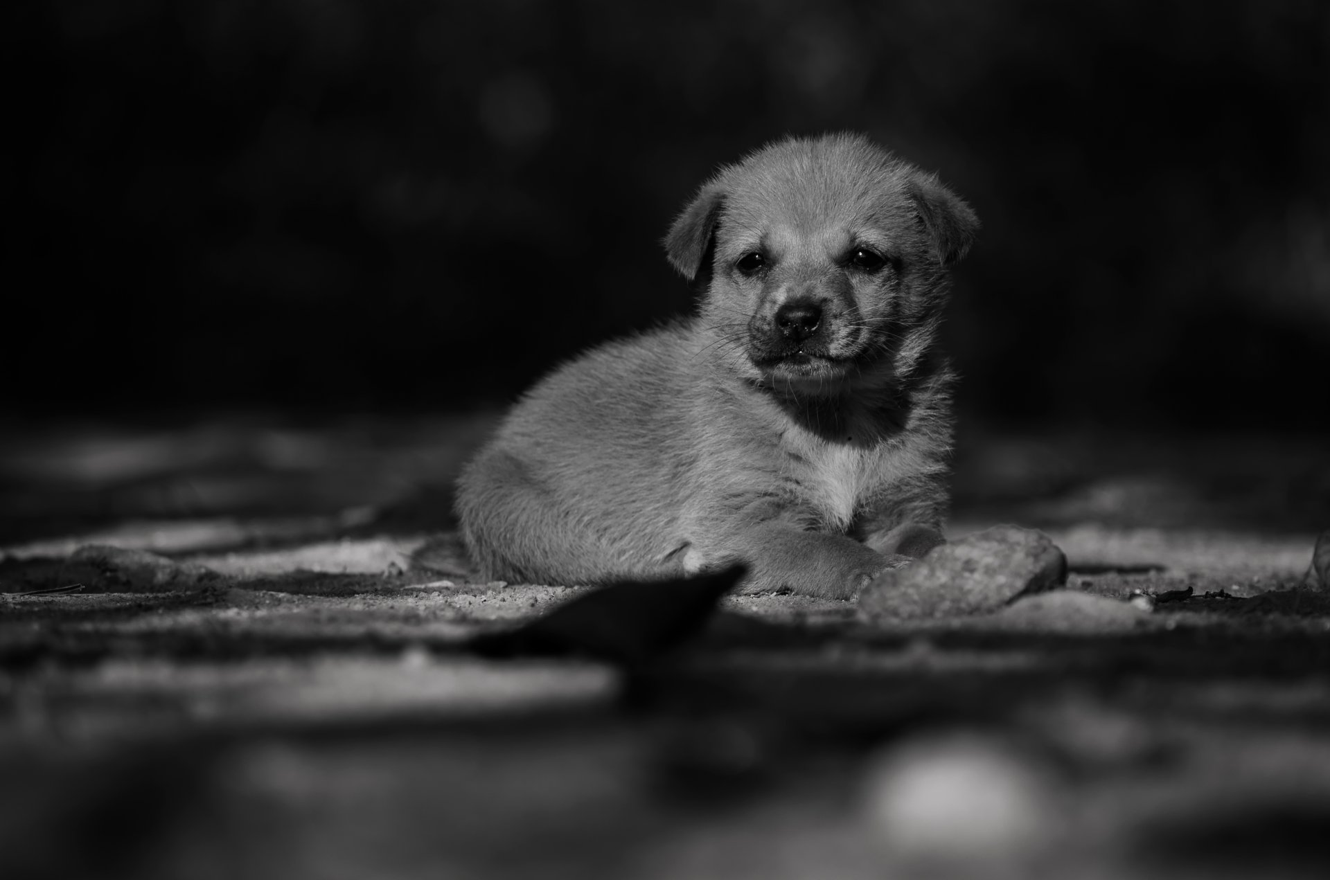 perro pequeño cachorro bb