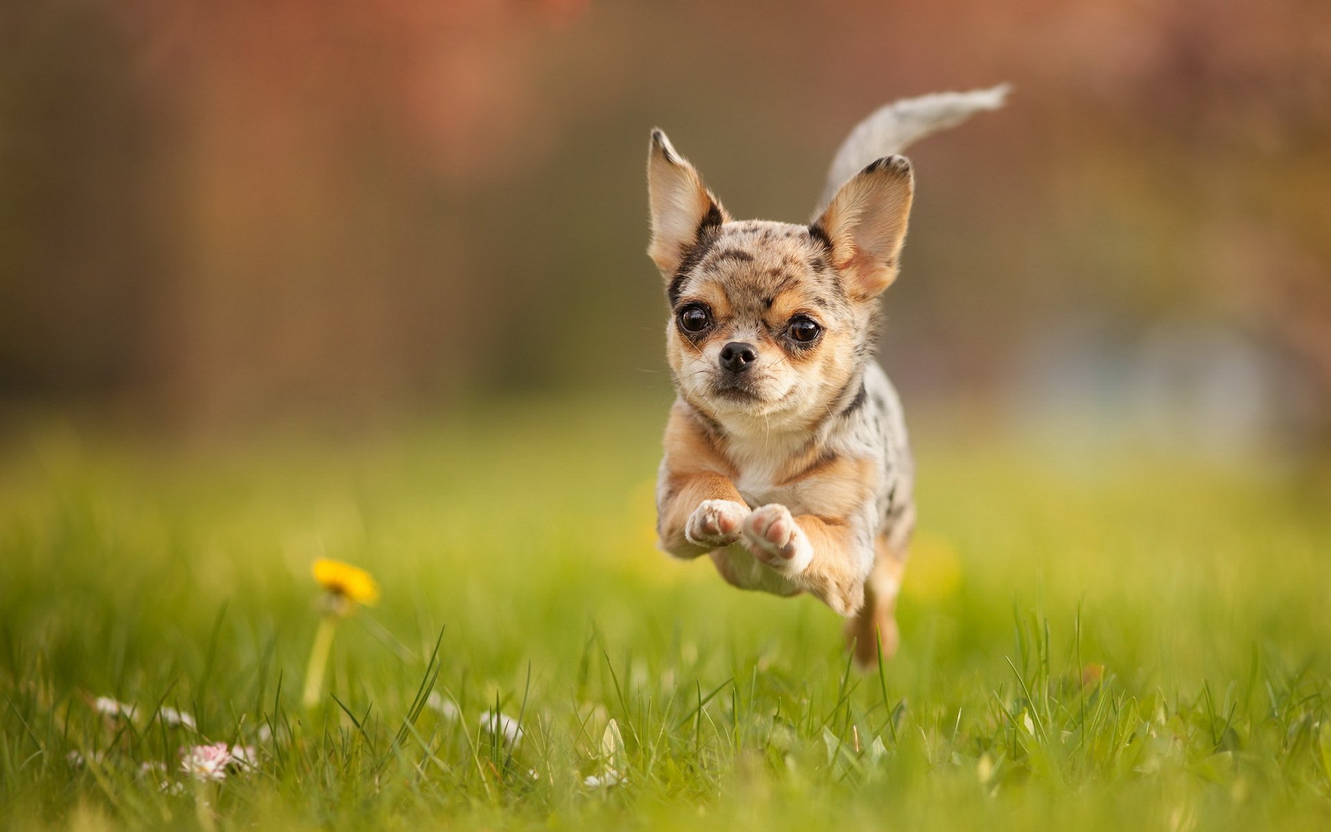 dog running summer