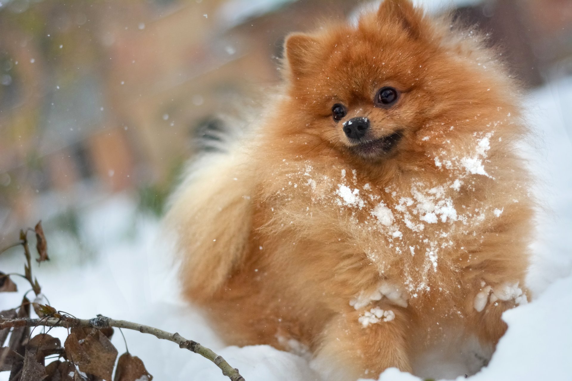 hund hund spitz im schnee schnee rot zottig zottig spielen spielen stick aport spaß haben trockener zweig trockenes laub winter herbst weiß verschneit blätter zweig zweig schneewehe schneewehe es schneit orange deutscher kleiner spitz snow branc