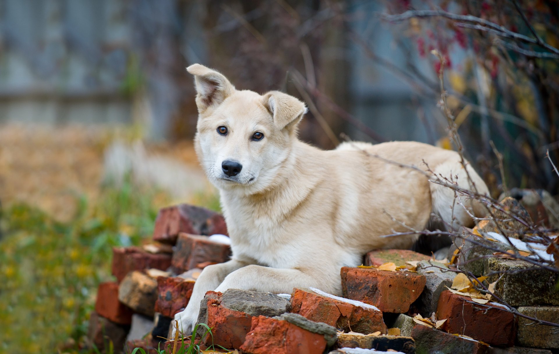 hund blick freund