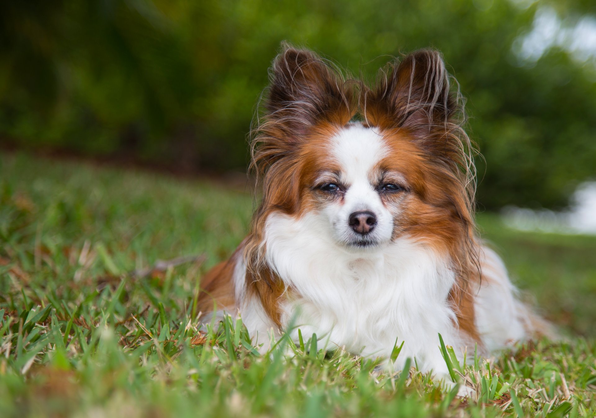 continental togo-spaniel papillon hund blick