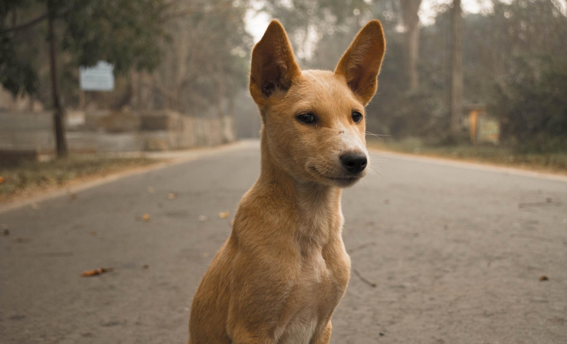 perro pelo orejas mirada camino