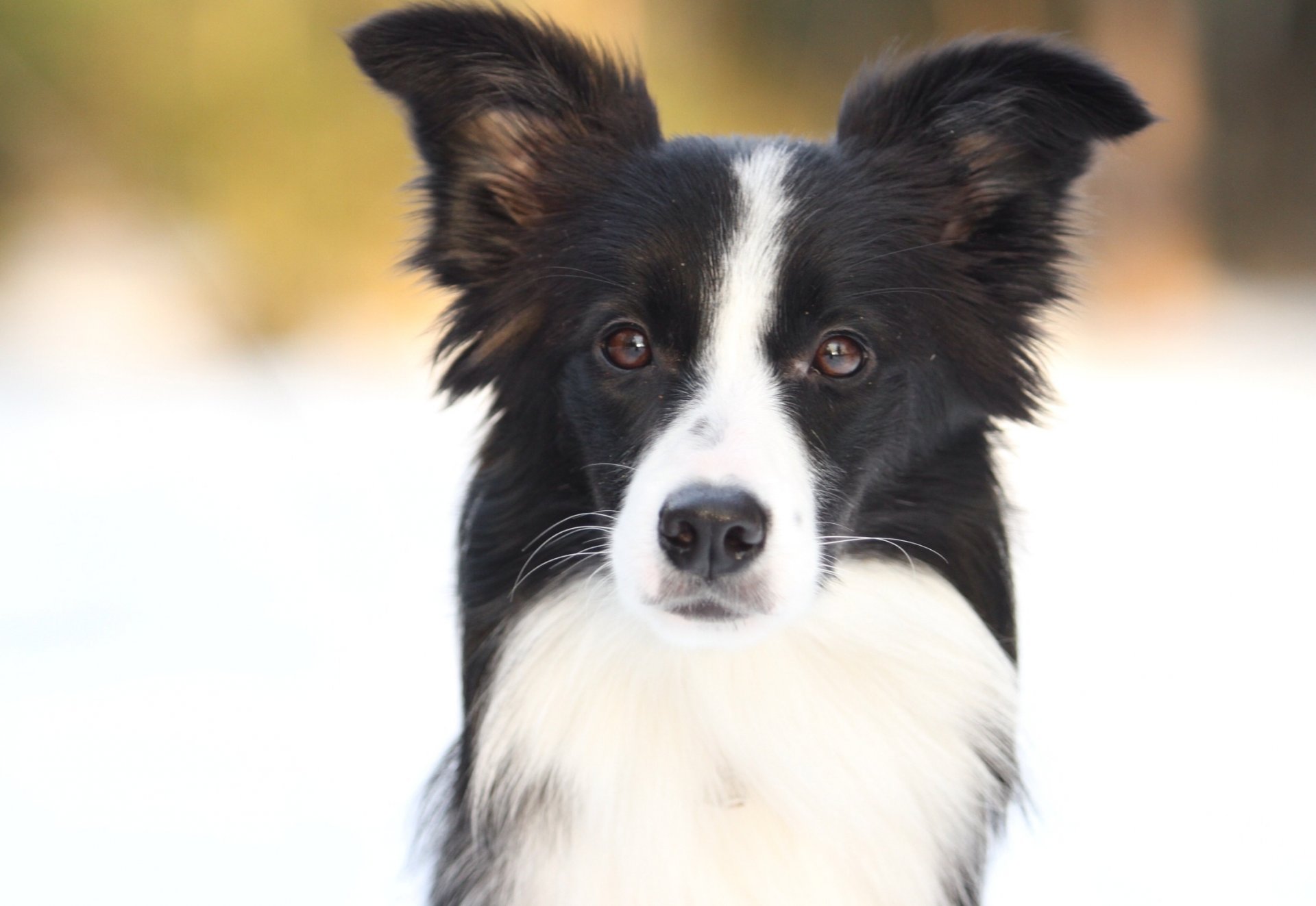 dogs border collie winter sun collie