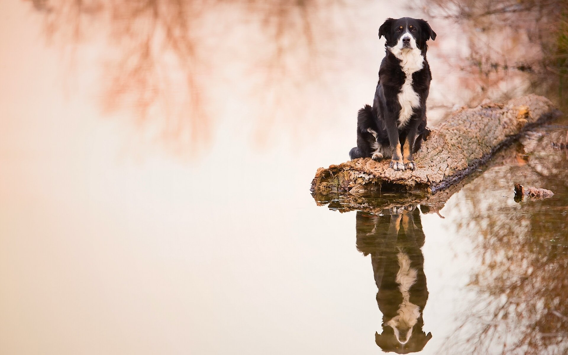 border collie dog log water reflection