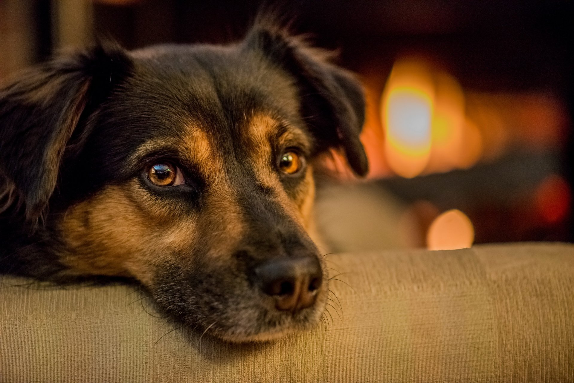 cane sguardo amico