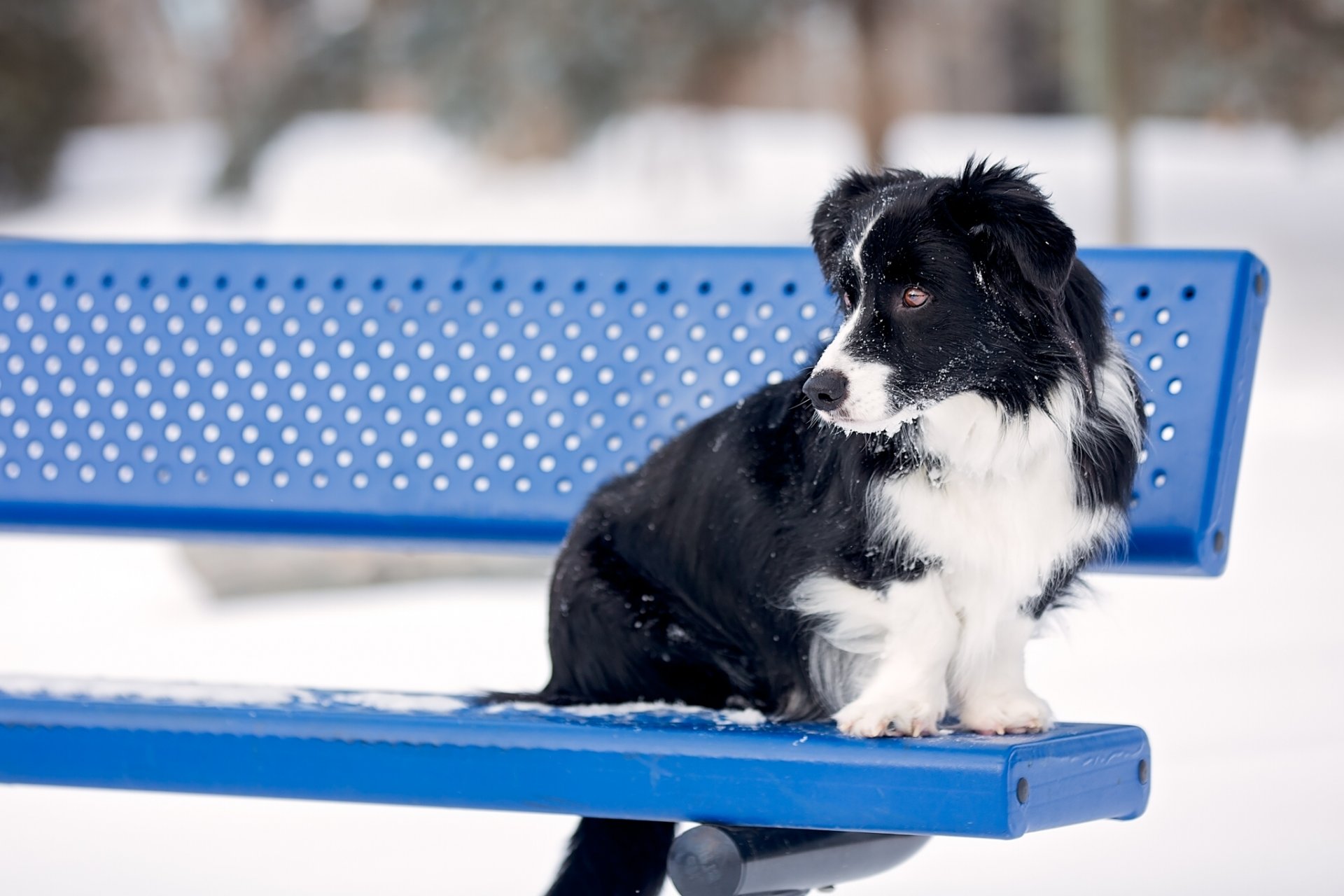 border collie chien banc