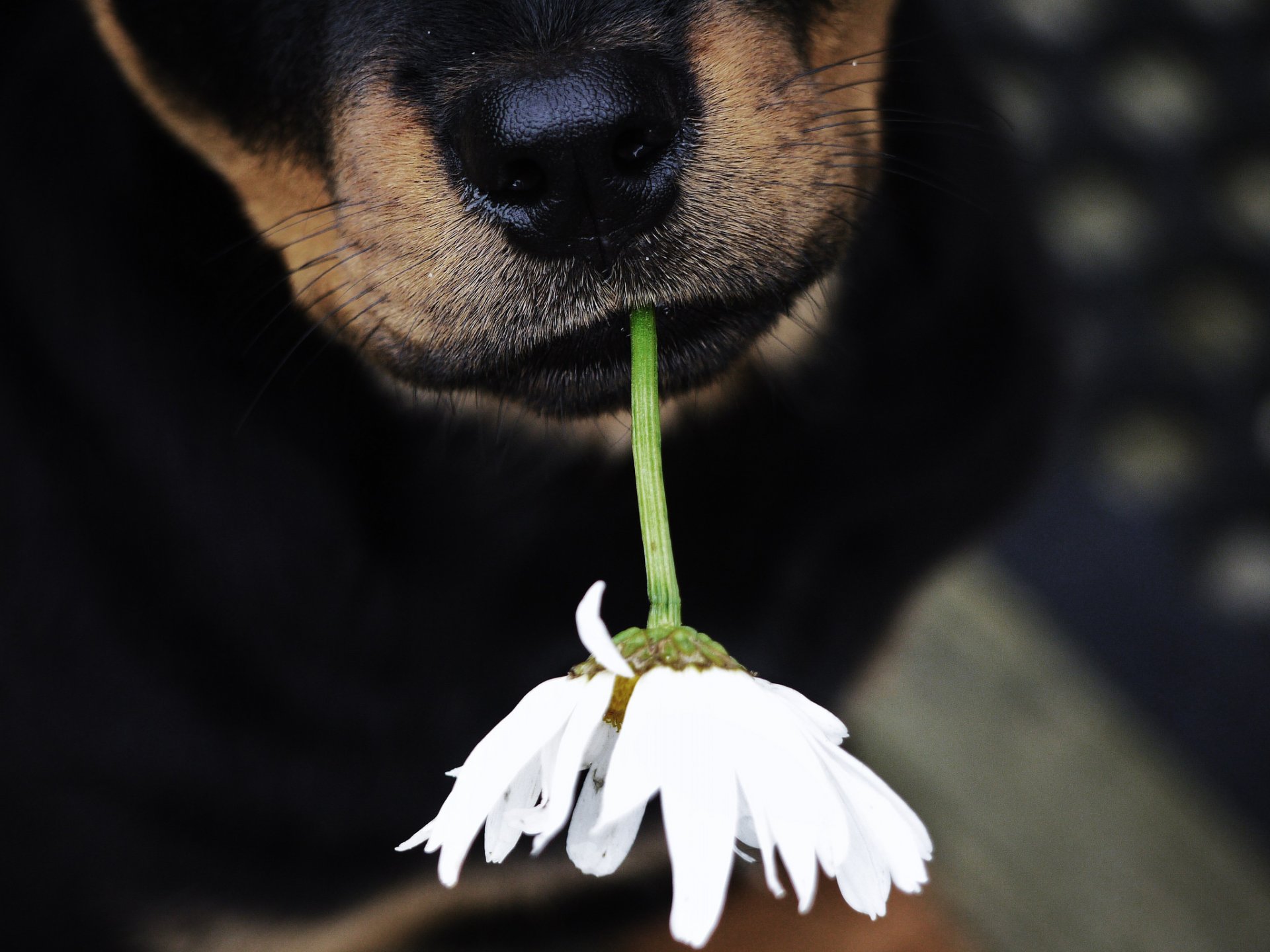 dog bow flower