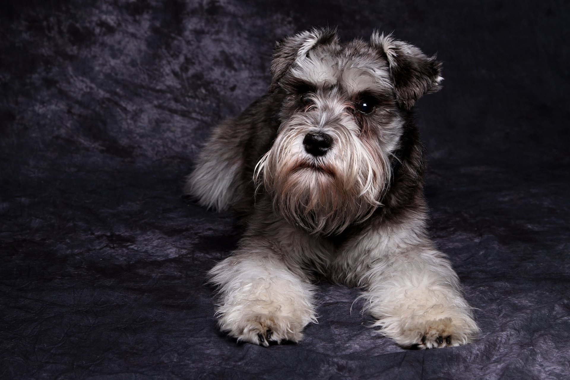 schnauzer hund blick