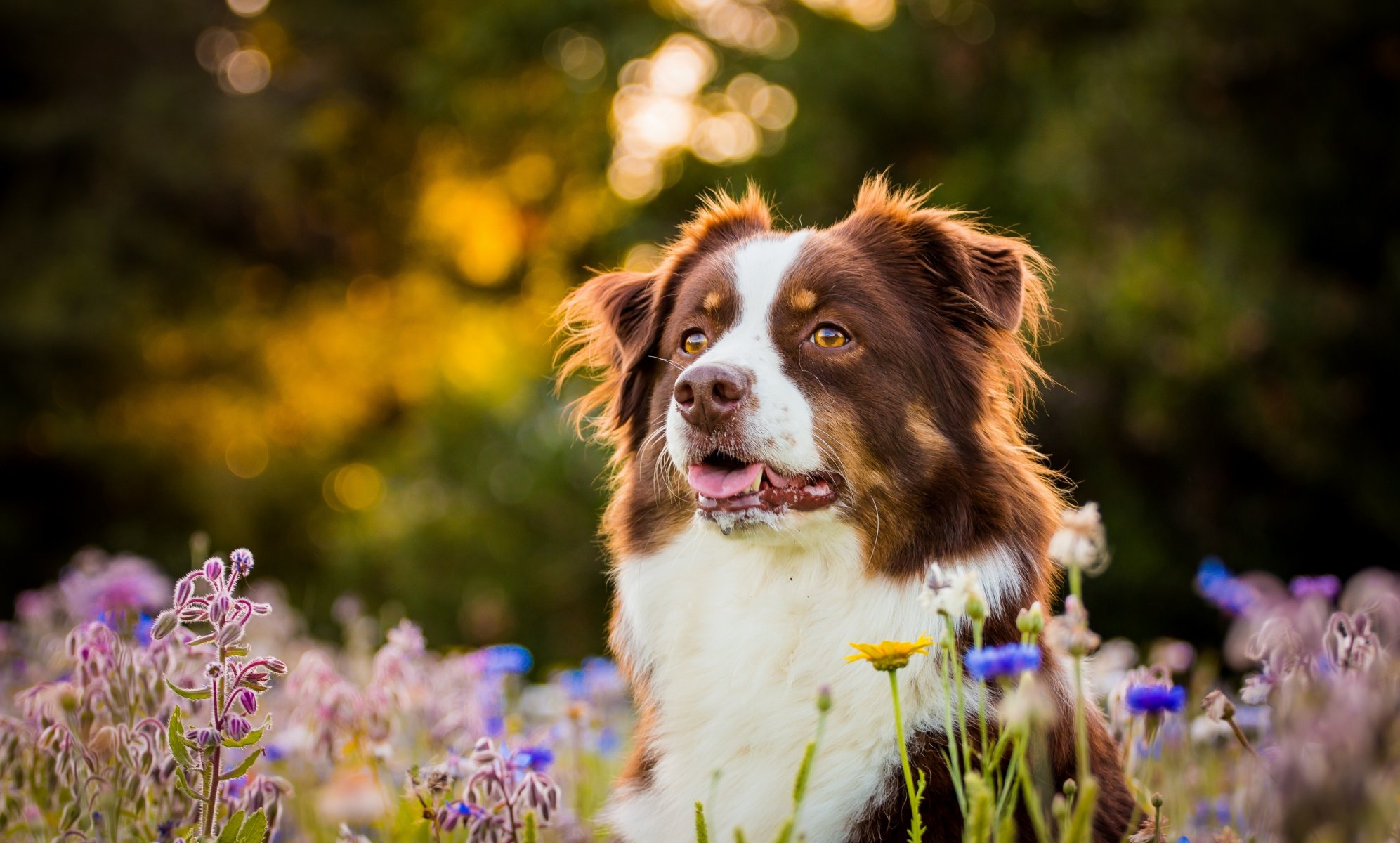 pastore australiano cane muso fiori