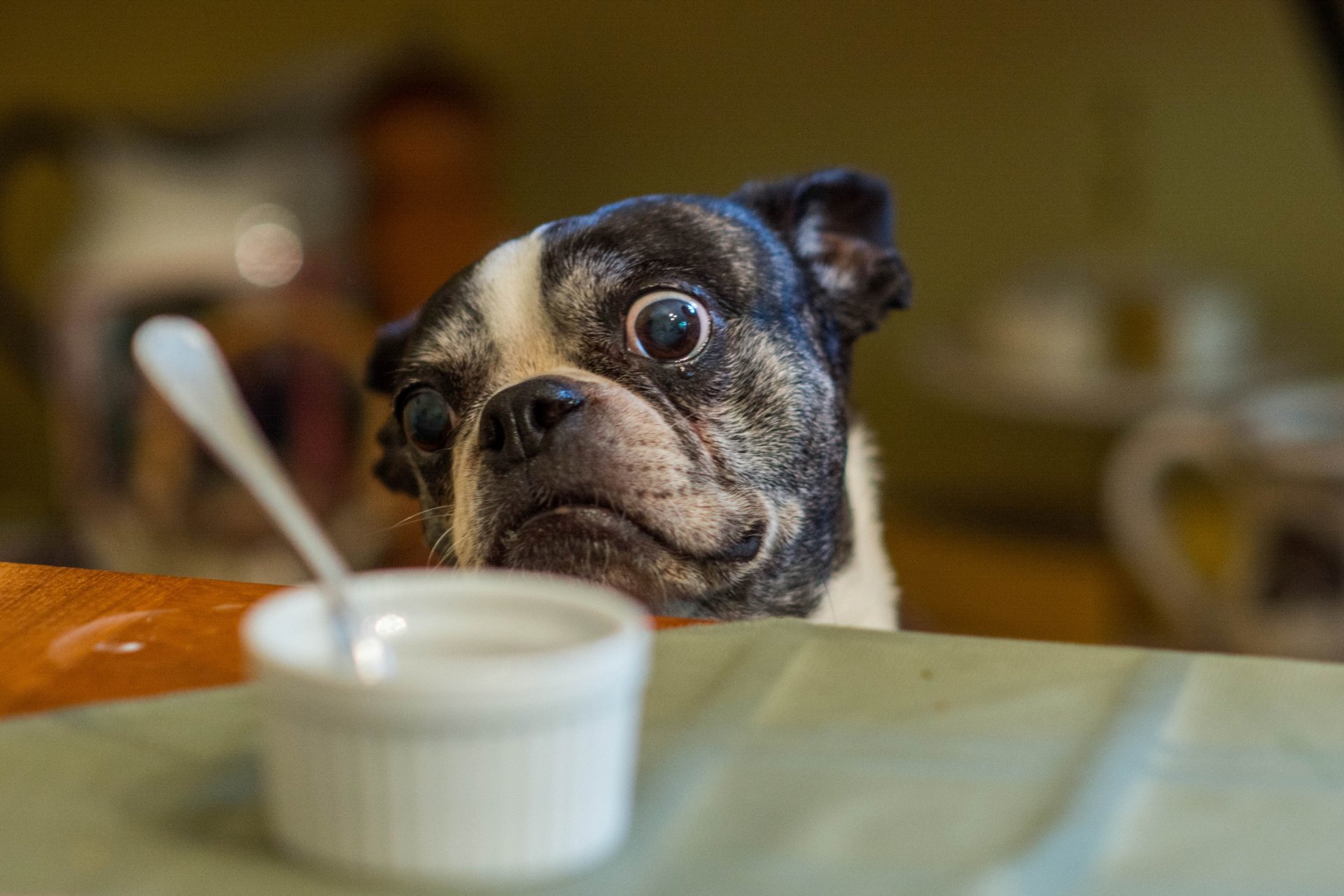 perro mirada amigo