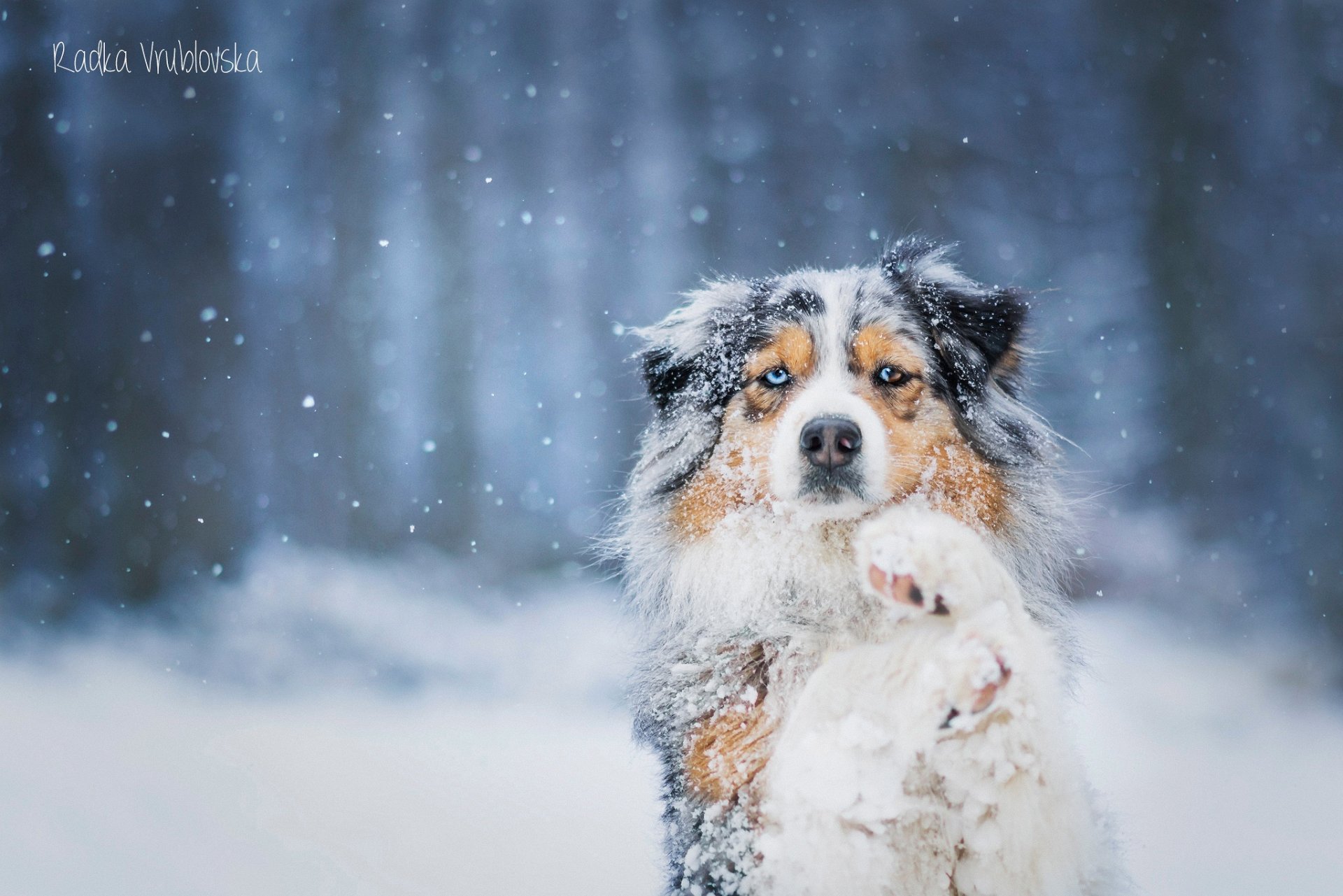 dog australian shepherd snow