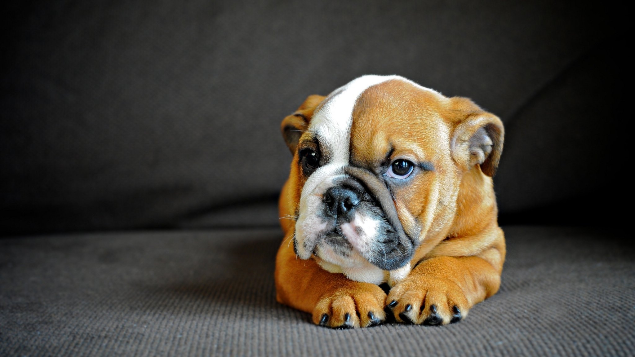 bulldog inglese cane cucciolo