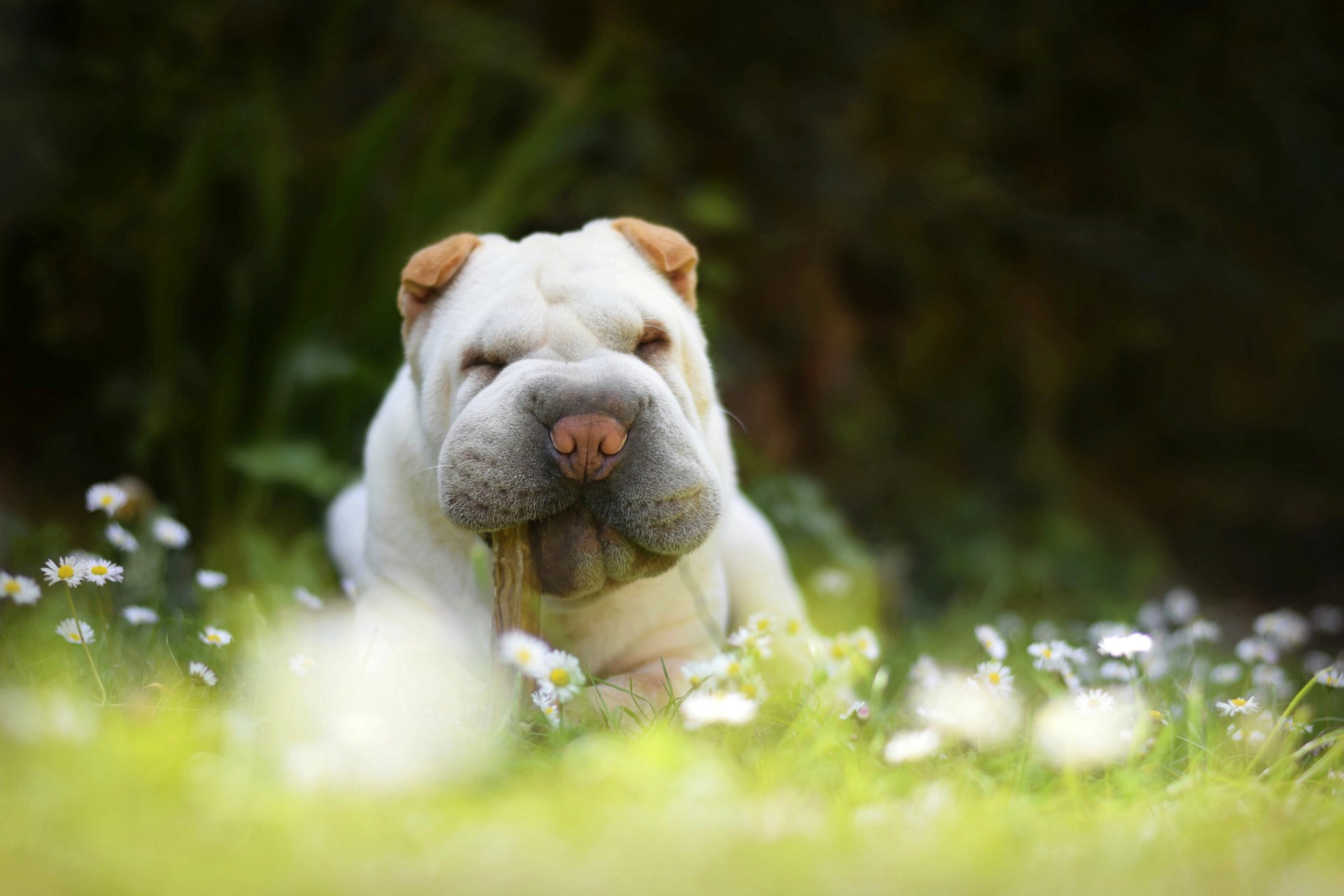 shar pei perro cachorro manzanilla hierba naturaleza