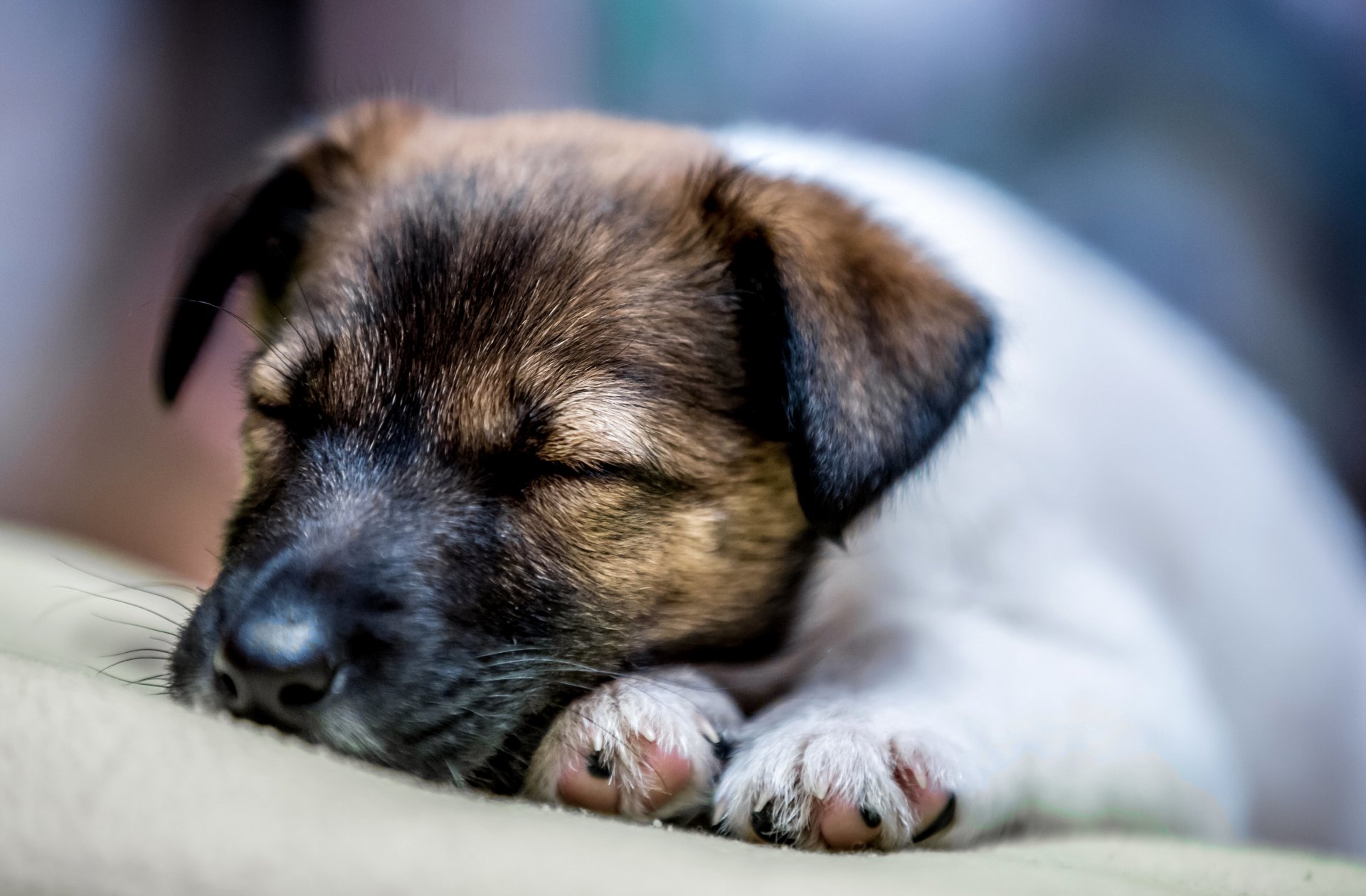 cane cucciolo amico