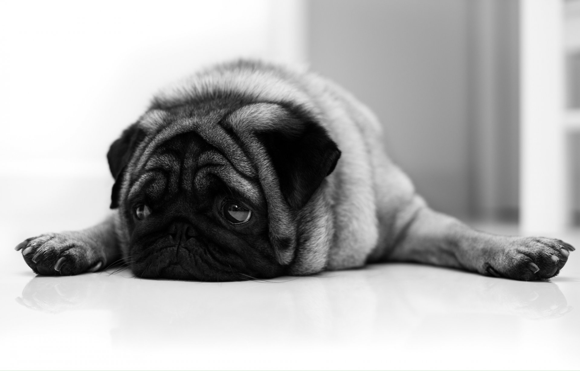 pug dog other sad