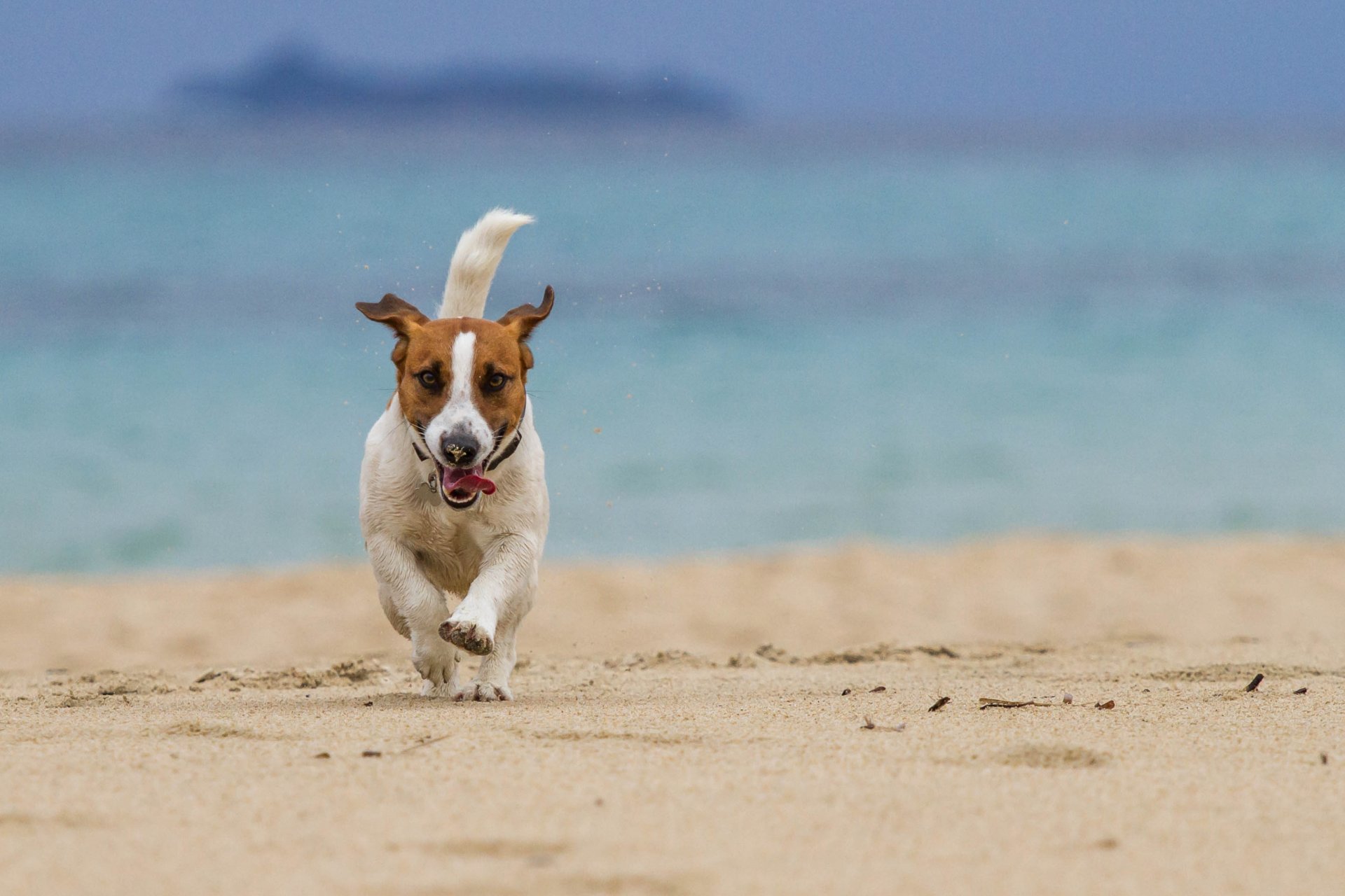 dog running beach sea