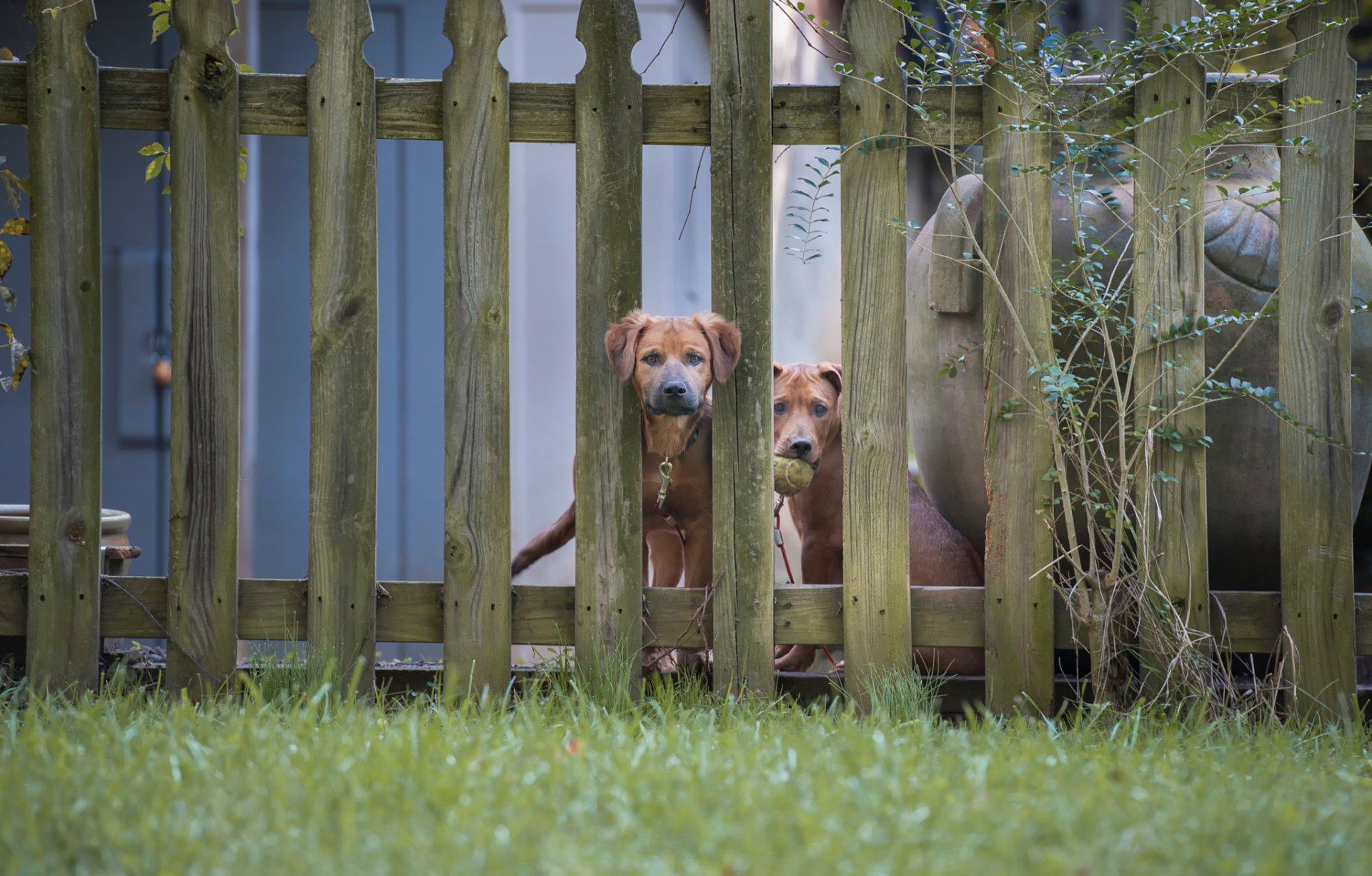 deux chiens clôture