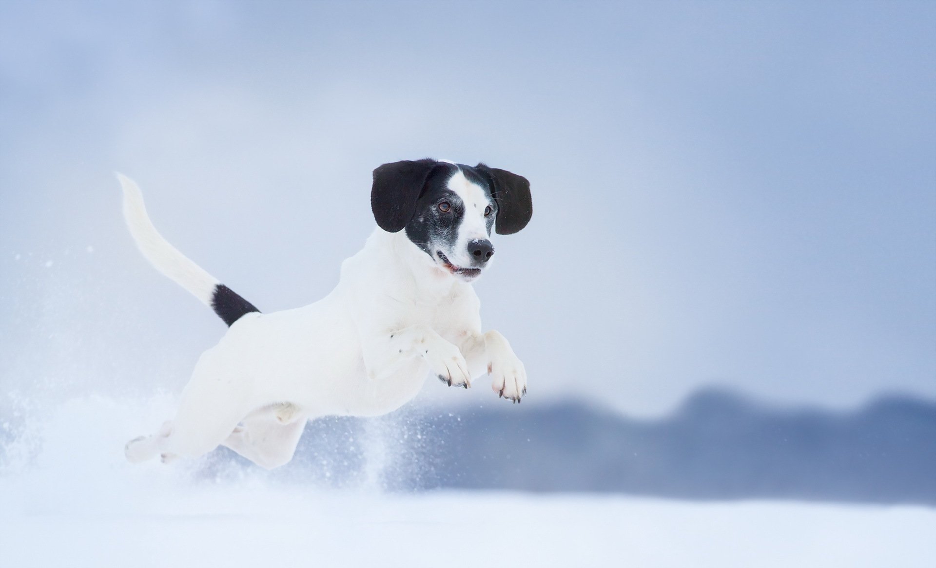 chien vue ami hiver