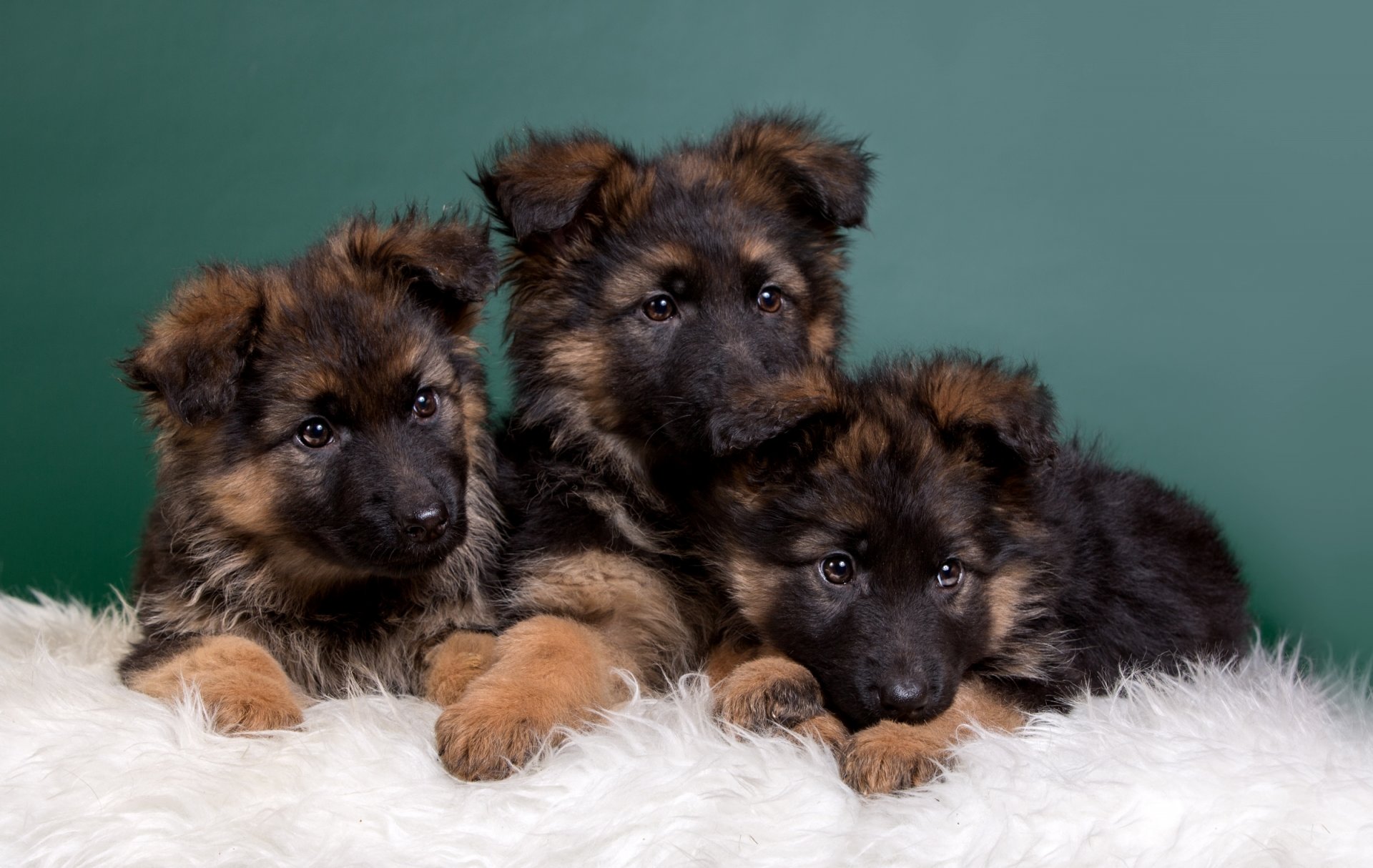 cani da pastore cuccioli trio bambini piccoli