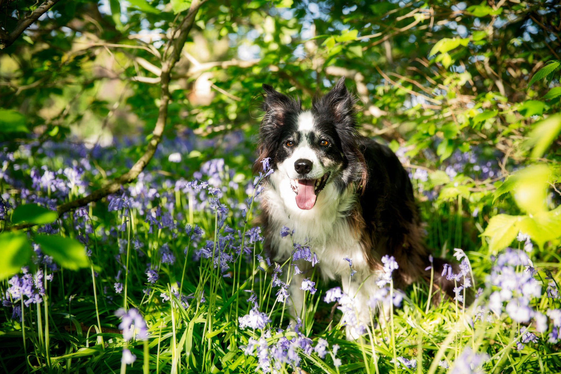 border collie chien fleurs