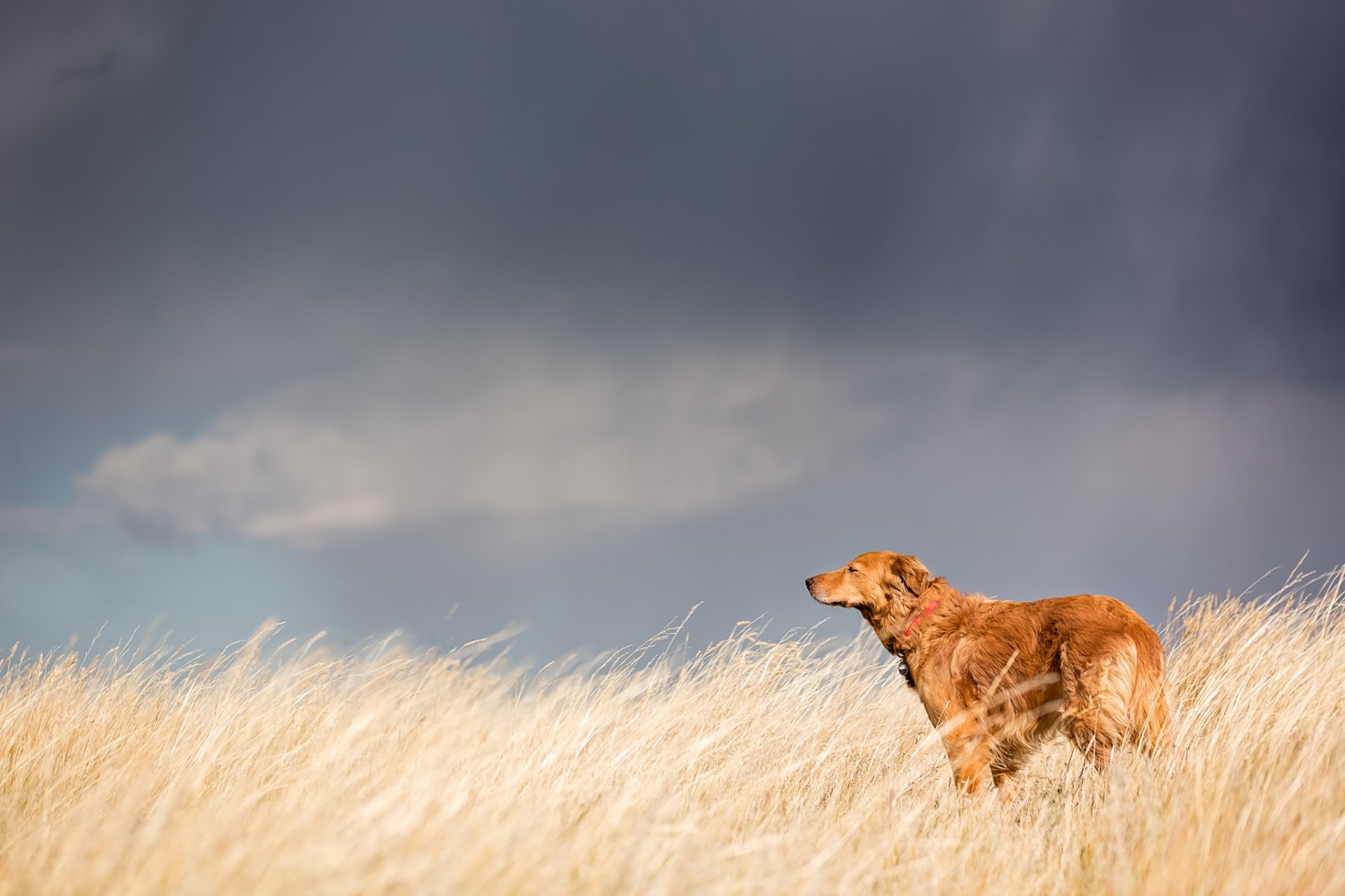 chien regard ami