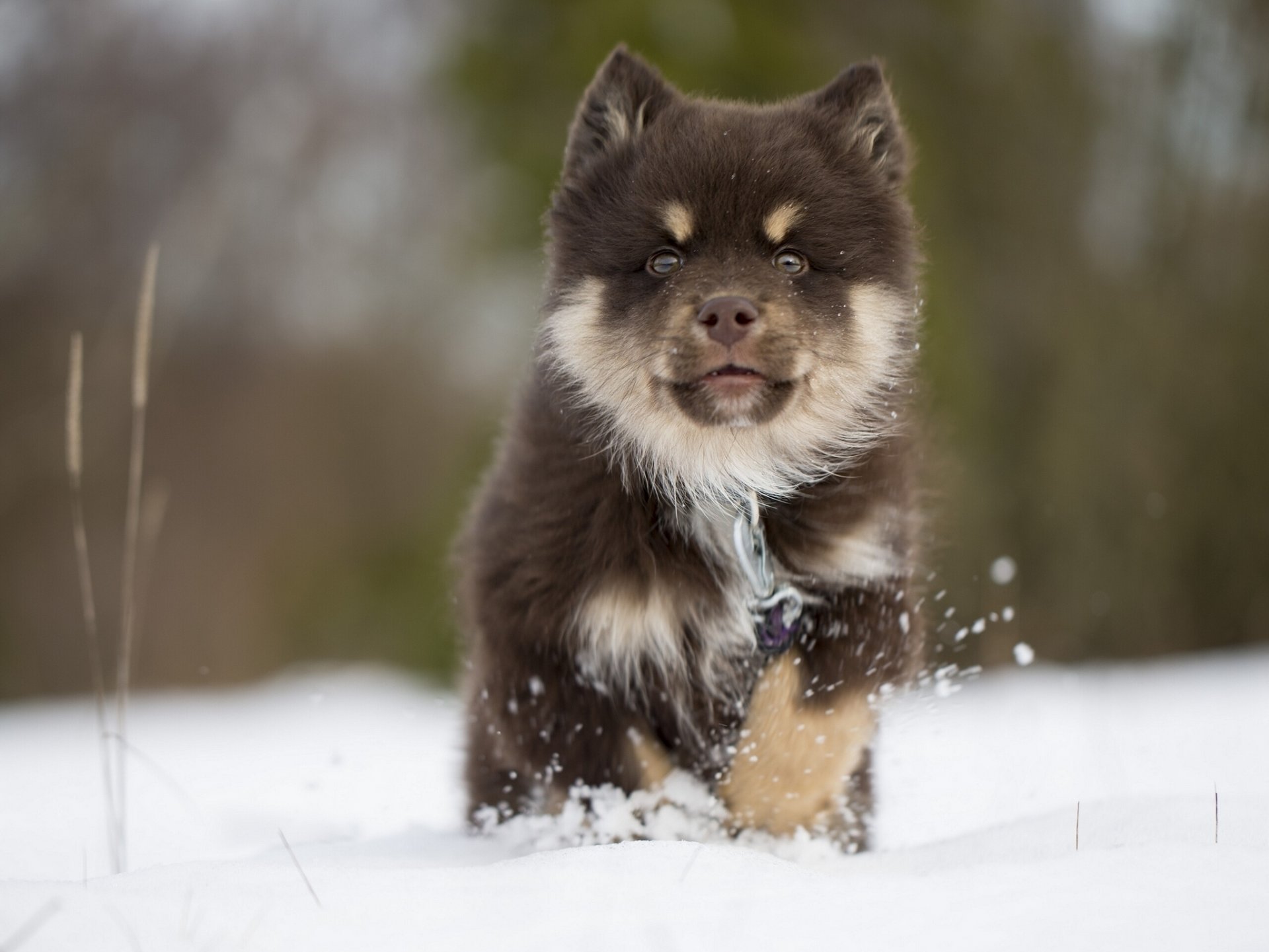 fiński lapphund fiński lopar husky pies szczeniak zima śnieg