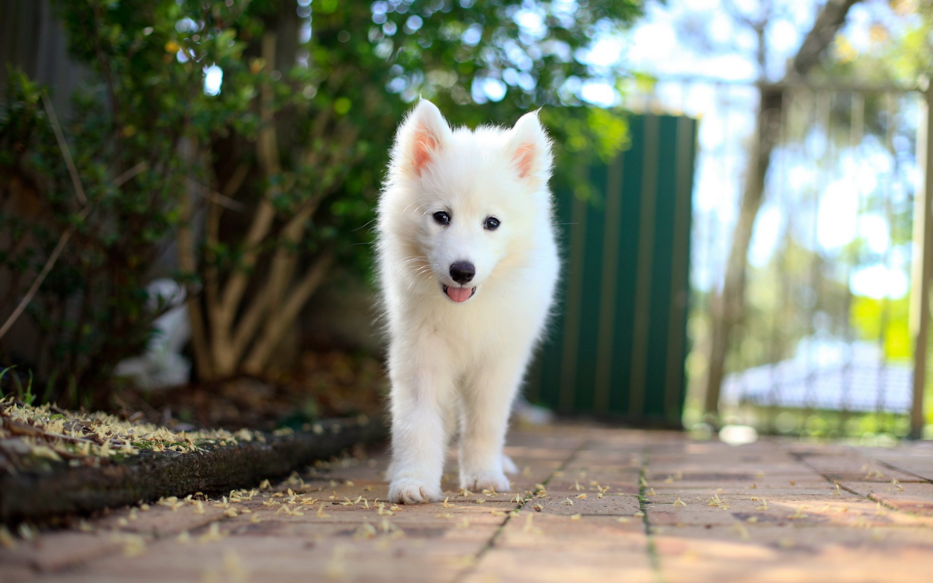 samoyed szczeniak pies przyjaciel