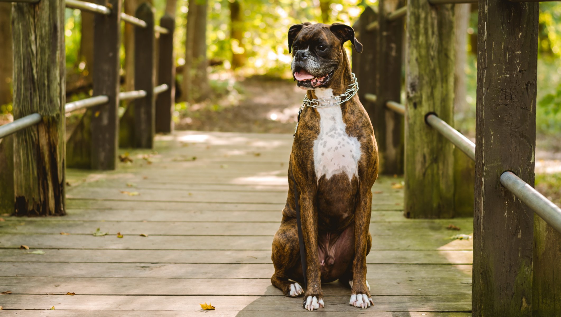 hund blick freund