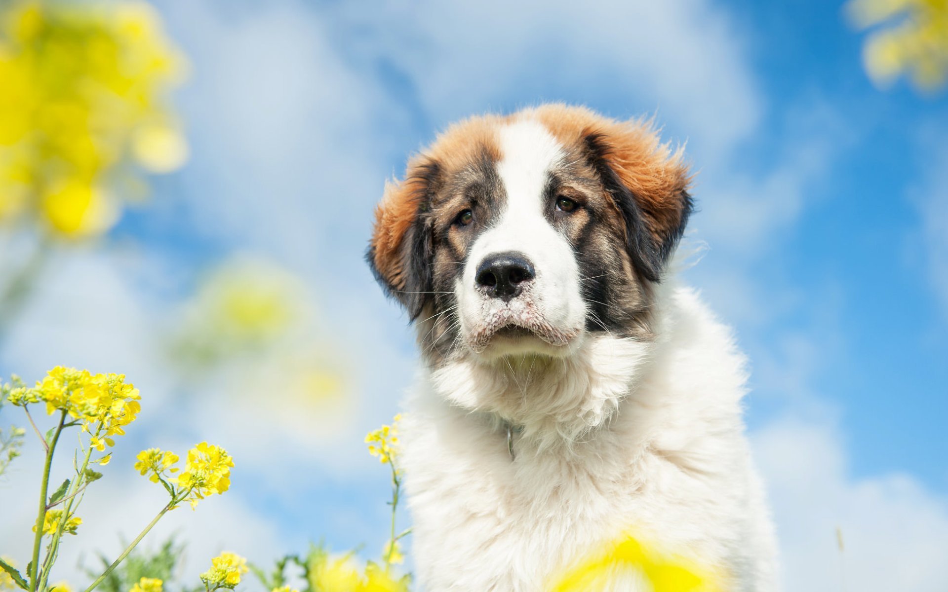 perro mirada amigo