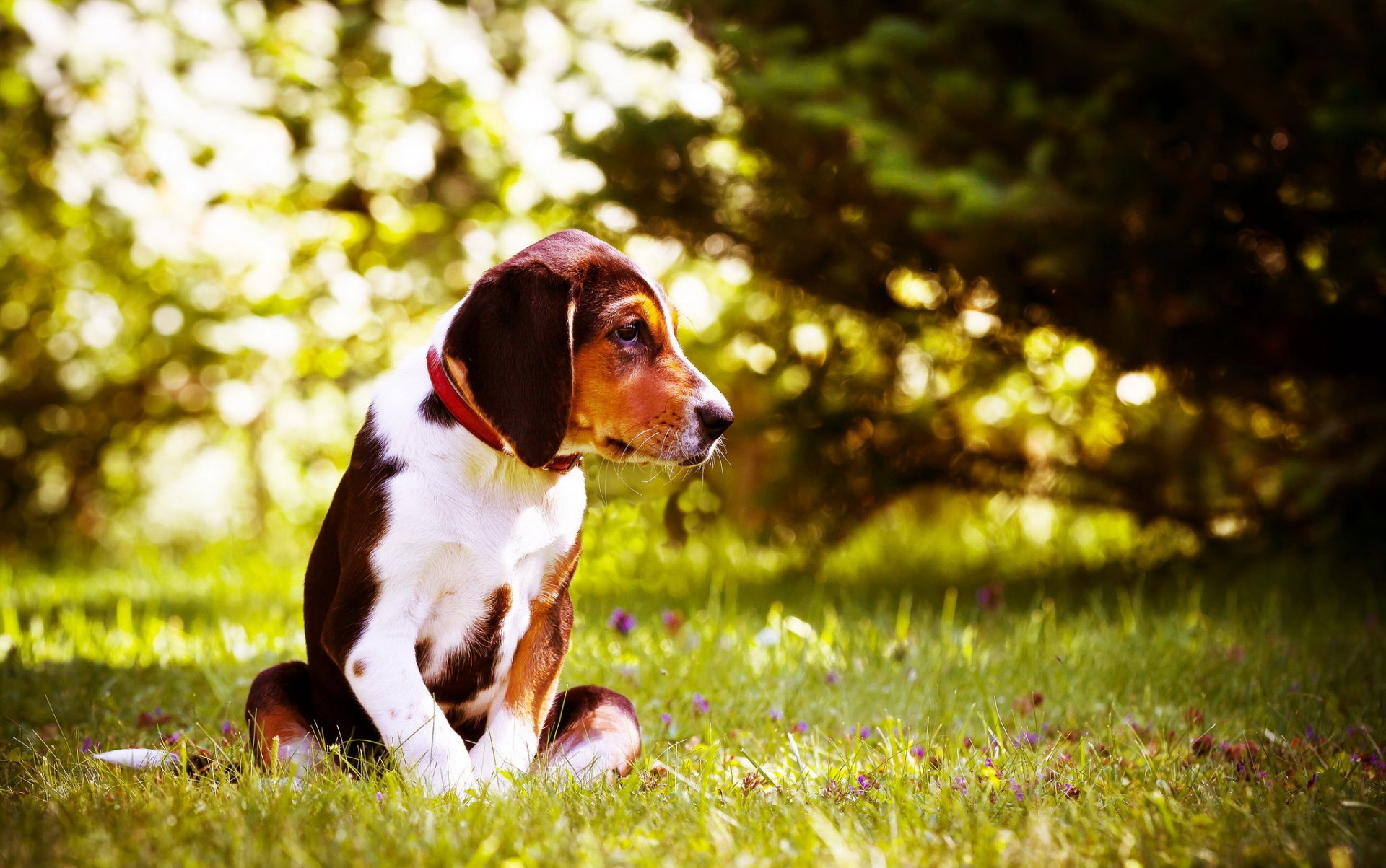 chien regard ami