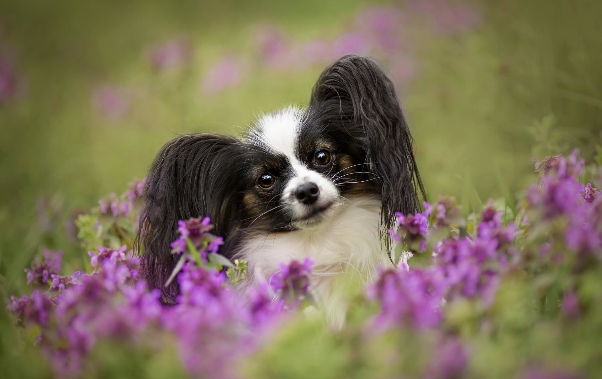 perro mirada flores