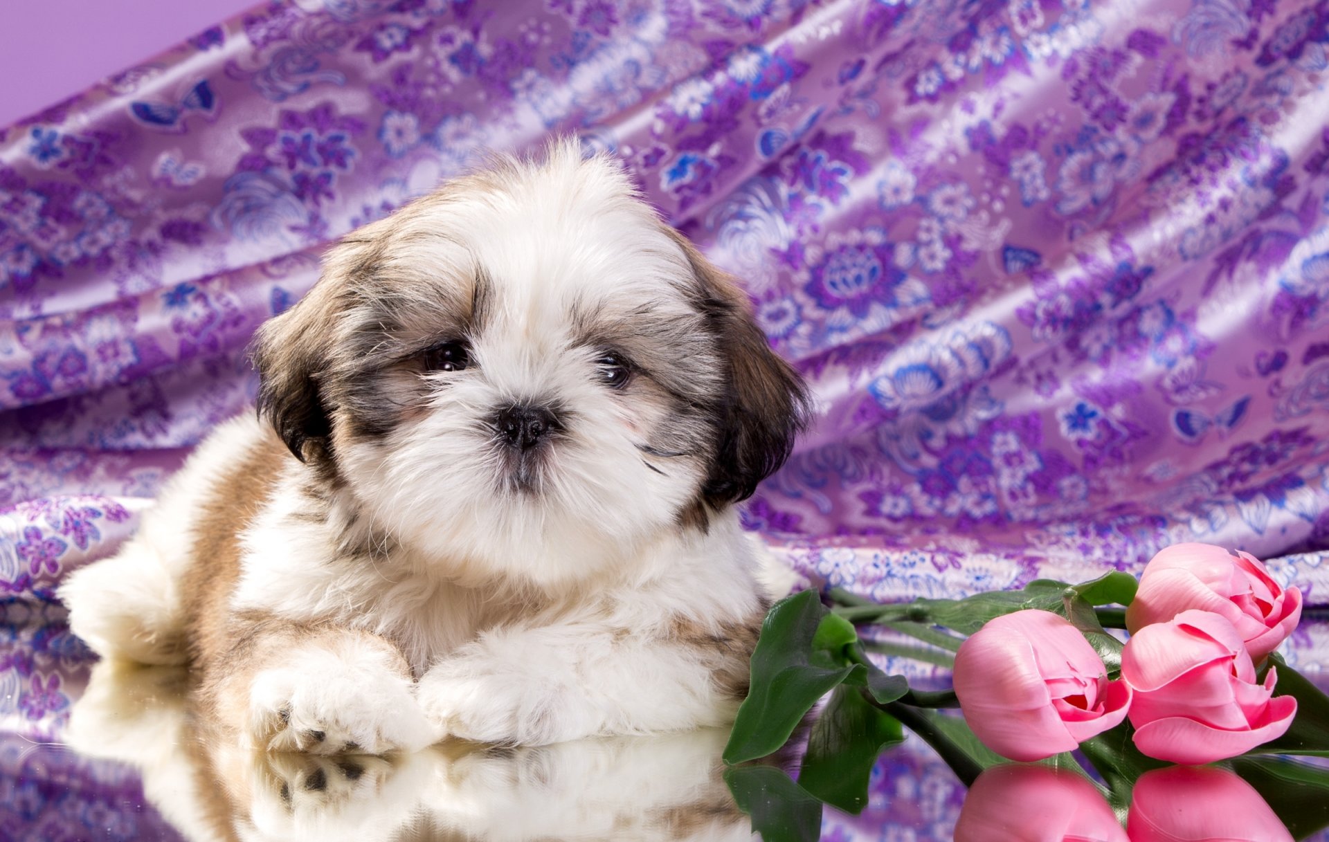 cachorro flores shih tzu