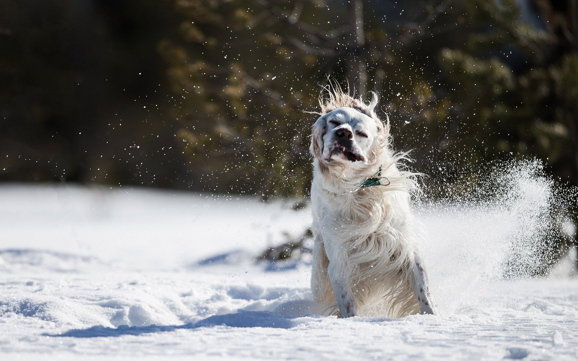 chien ami neige