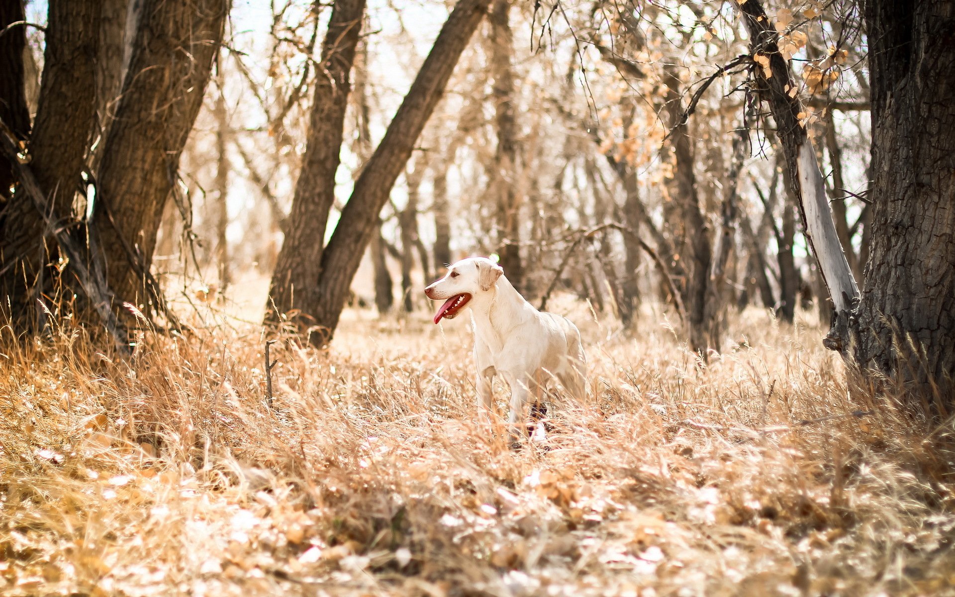 hund natur hintergrund