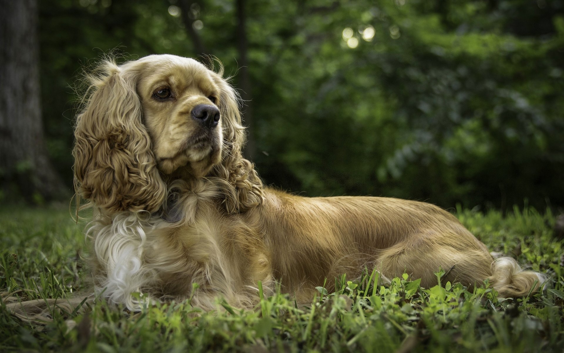 cocker spaniel dog pose