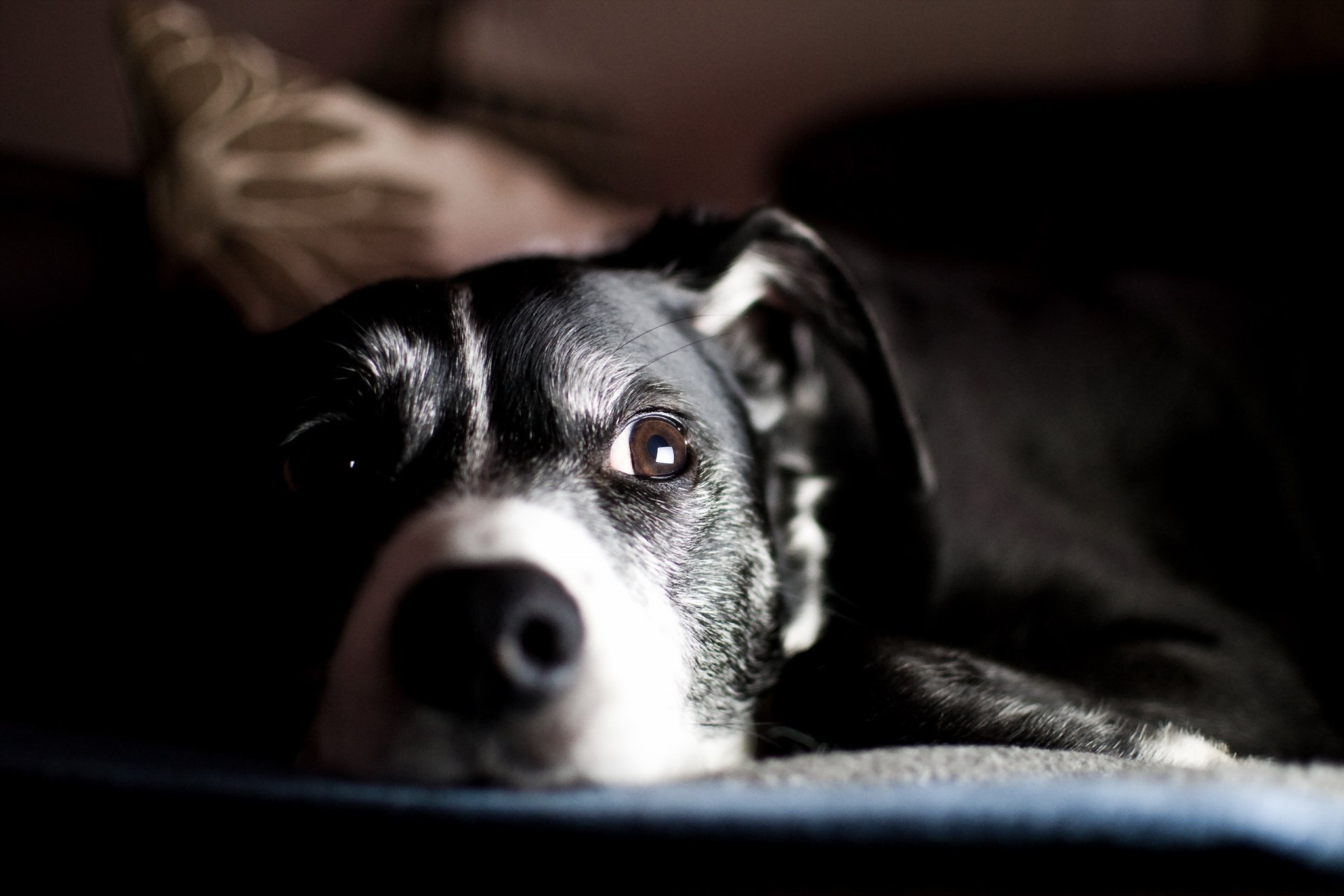 cane sguardo amico