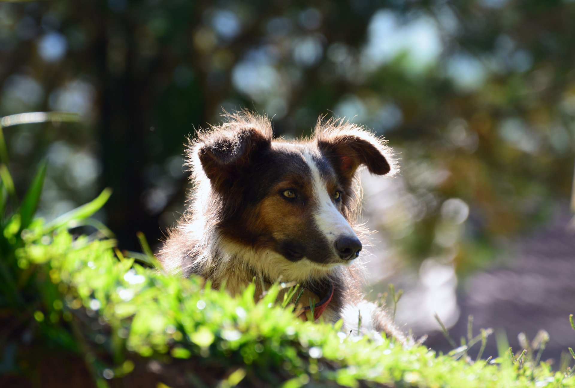 chien museau regard