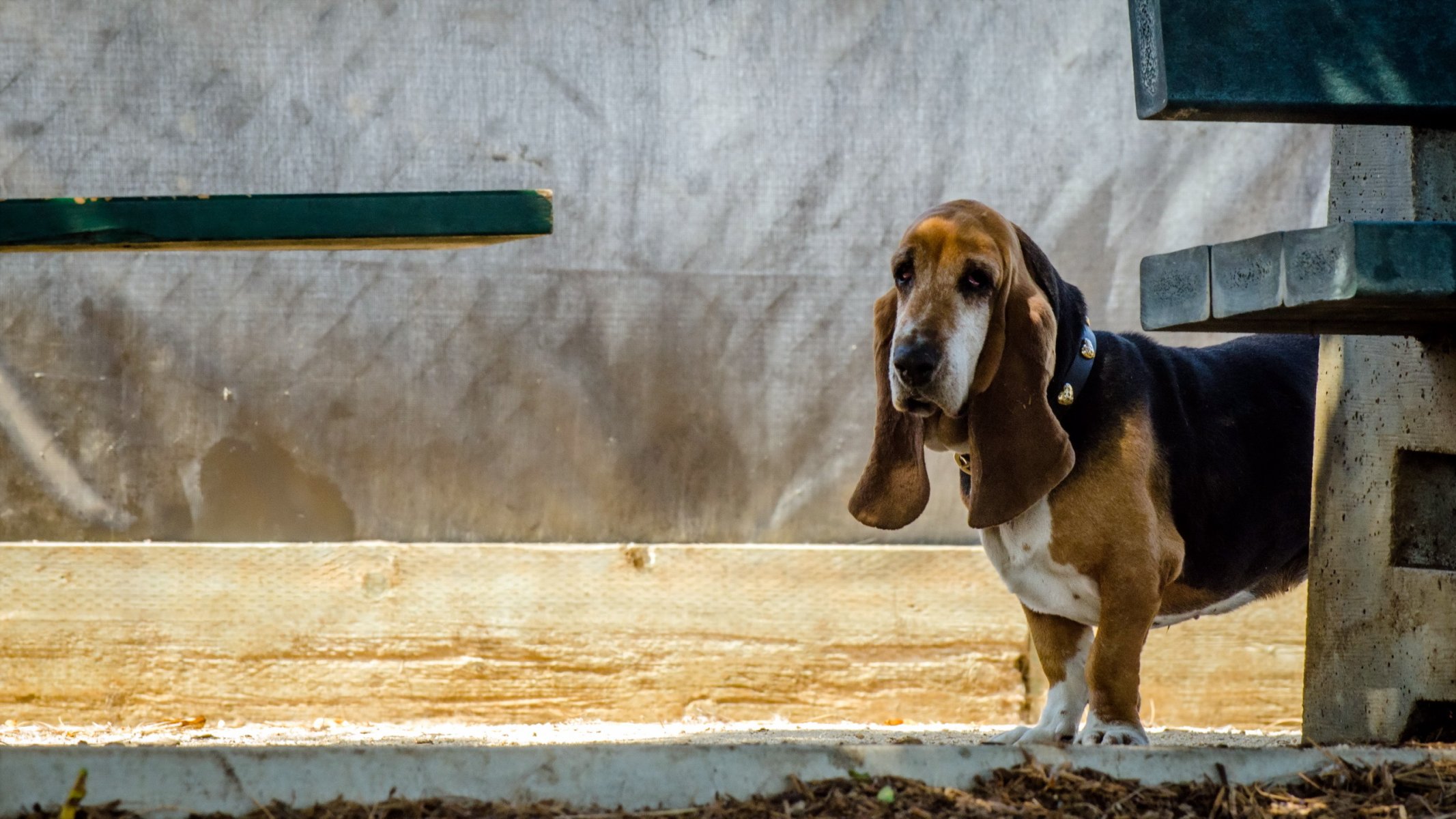 perro mirada amigo basset