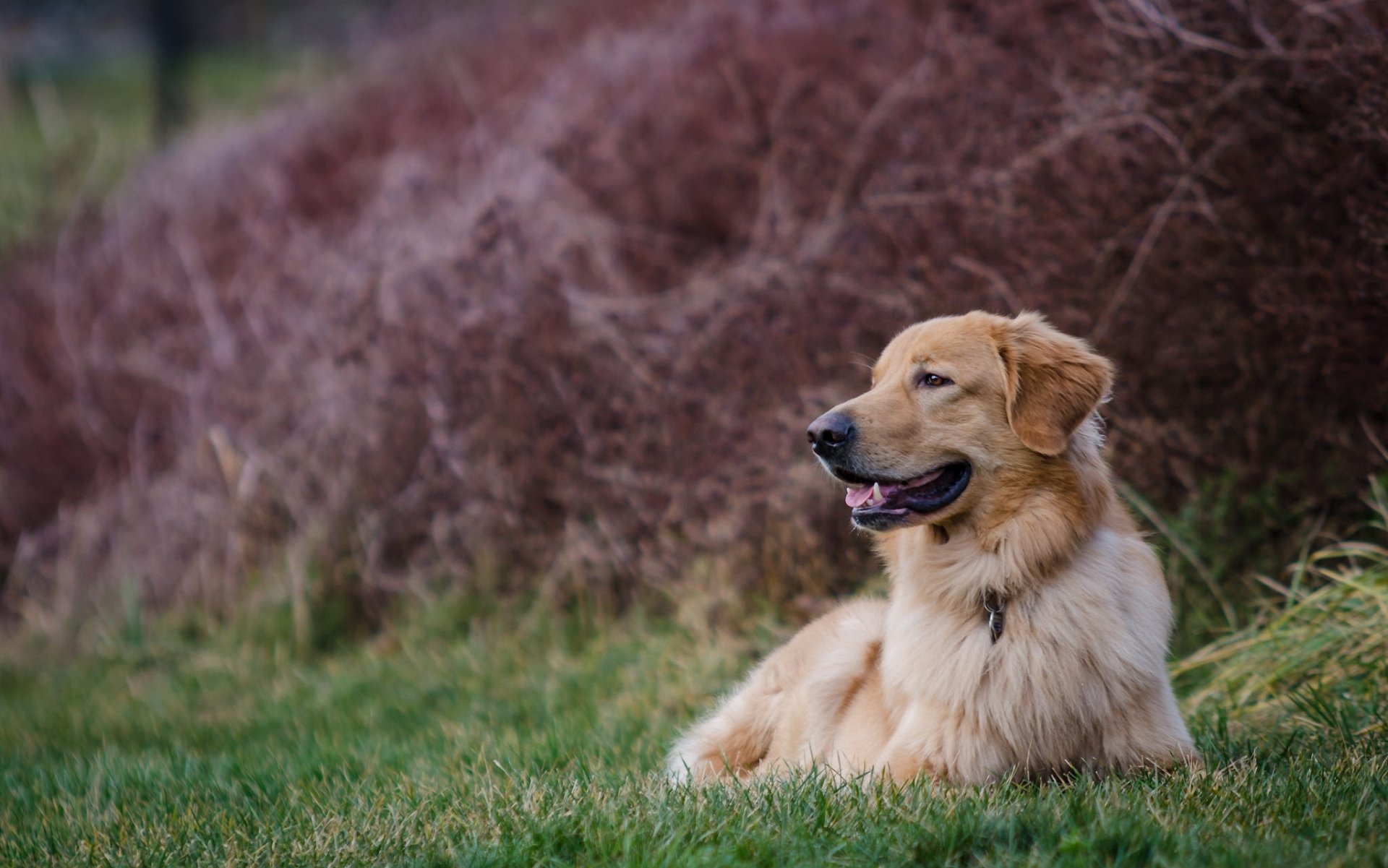 golden retriever golden retriever chien repos