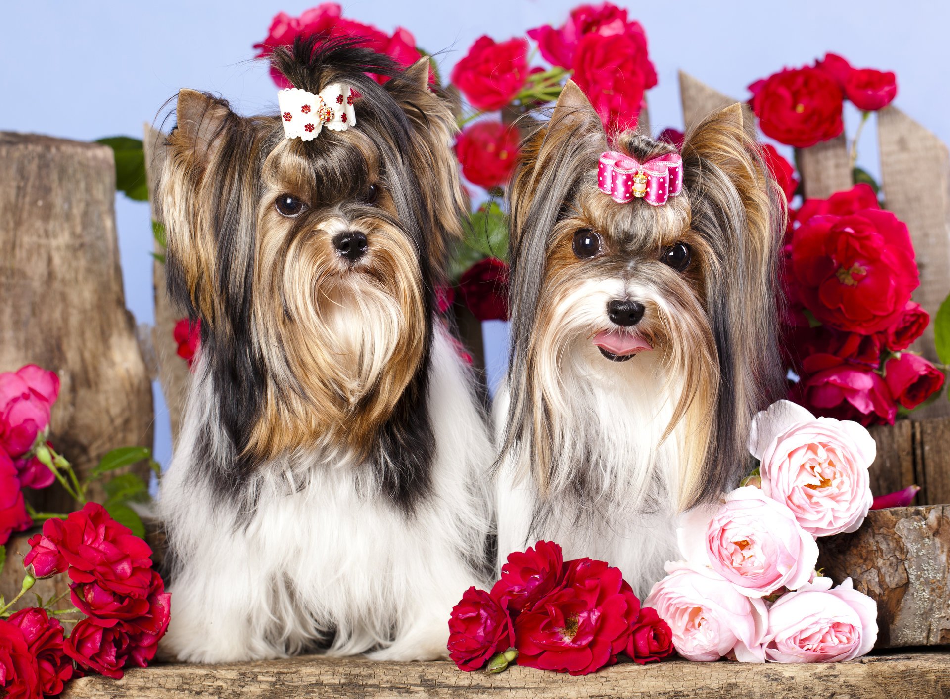 cani ragazze forcina fiocco fiori rose