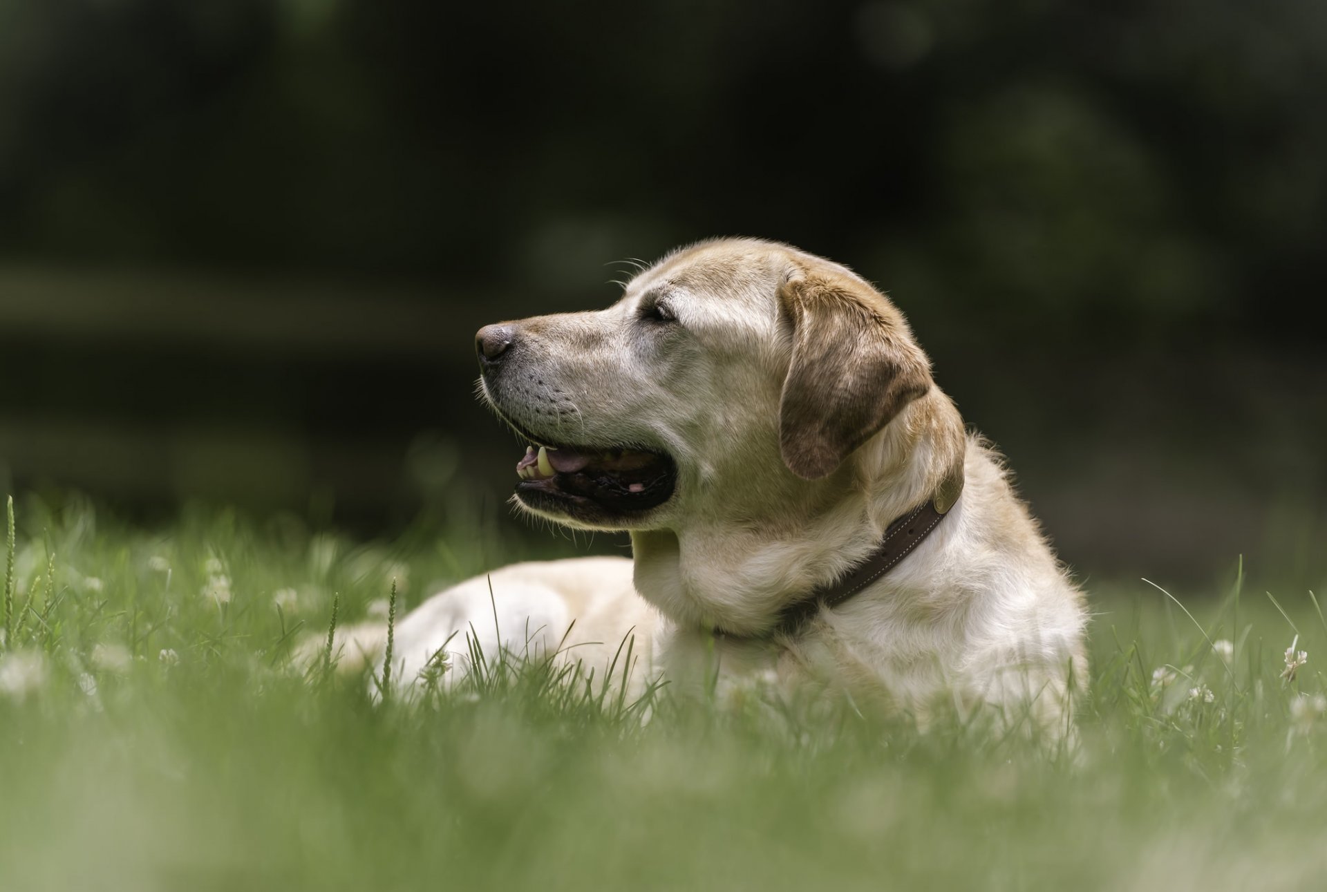 labrador retriever dog sports gra