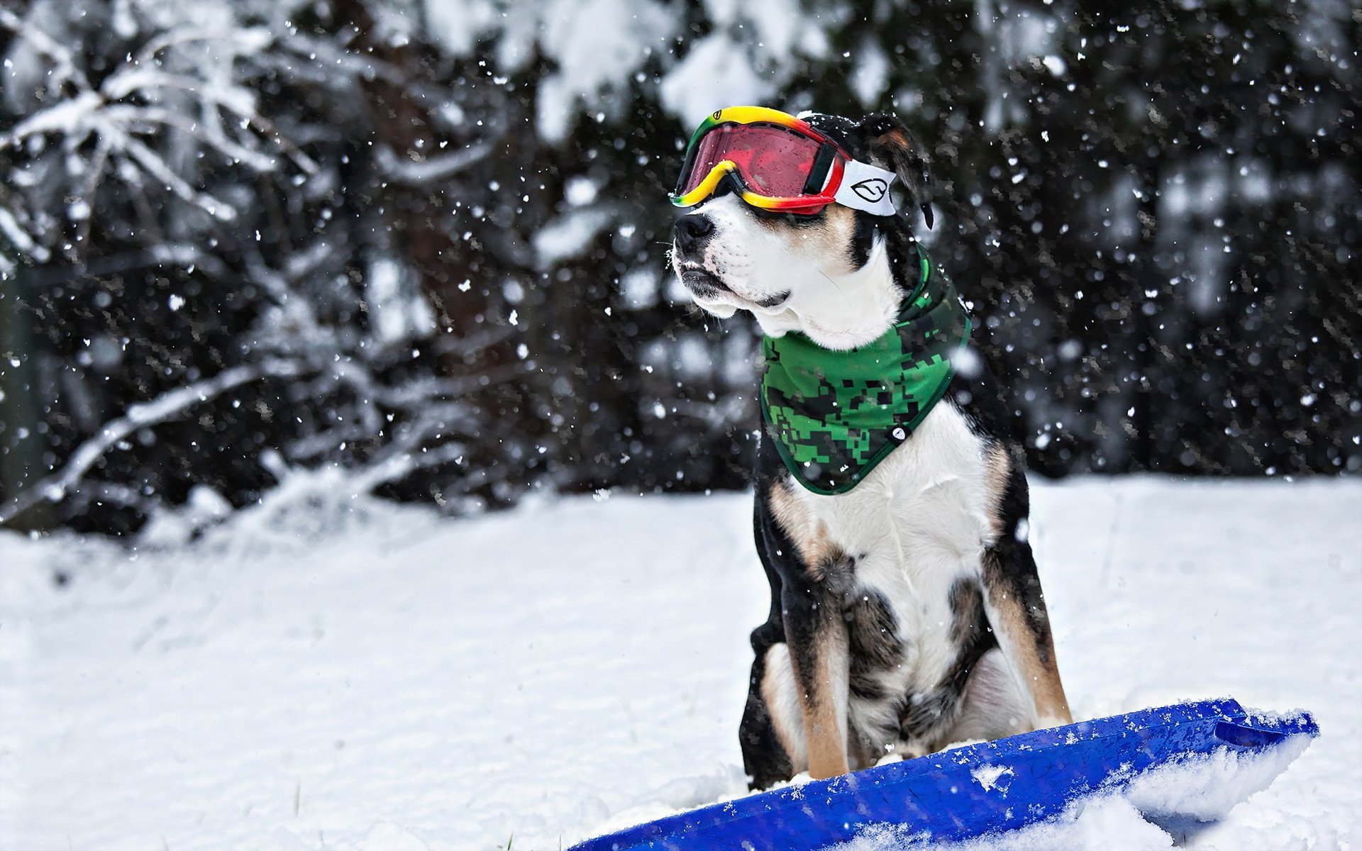 hund freund winter schnee