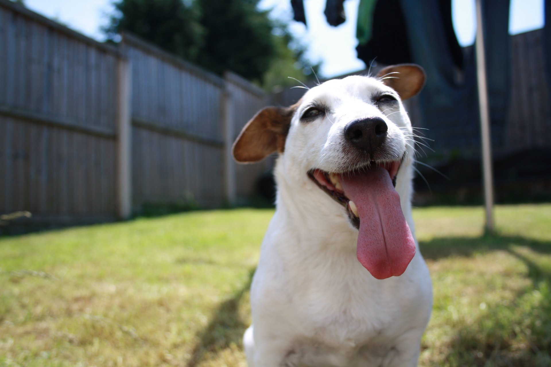 chien chien langue satisfait museau