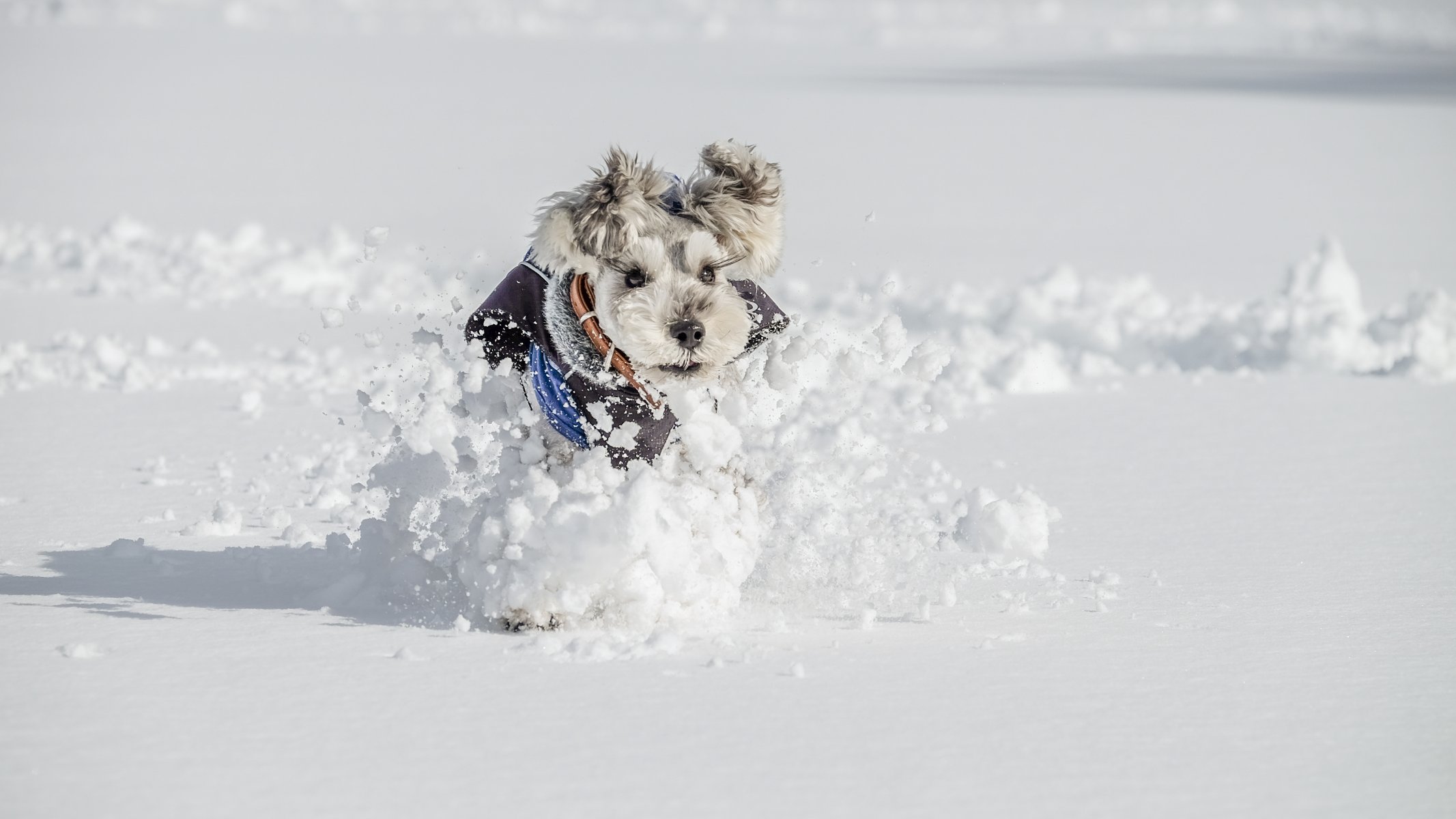 dog view other snow winter