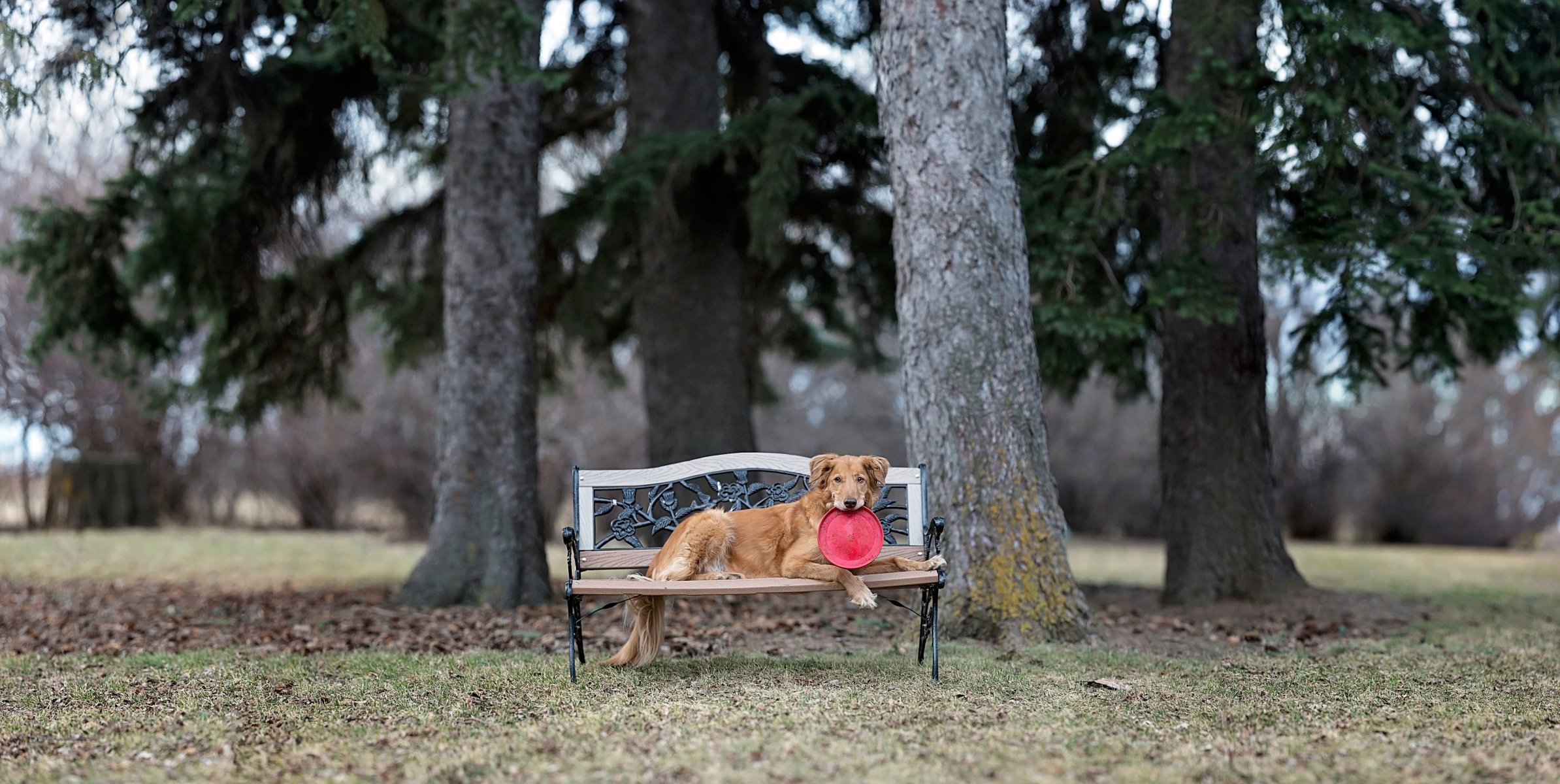 bank park hund