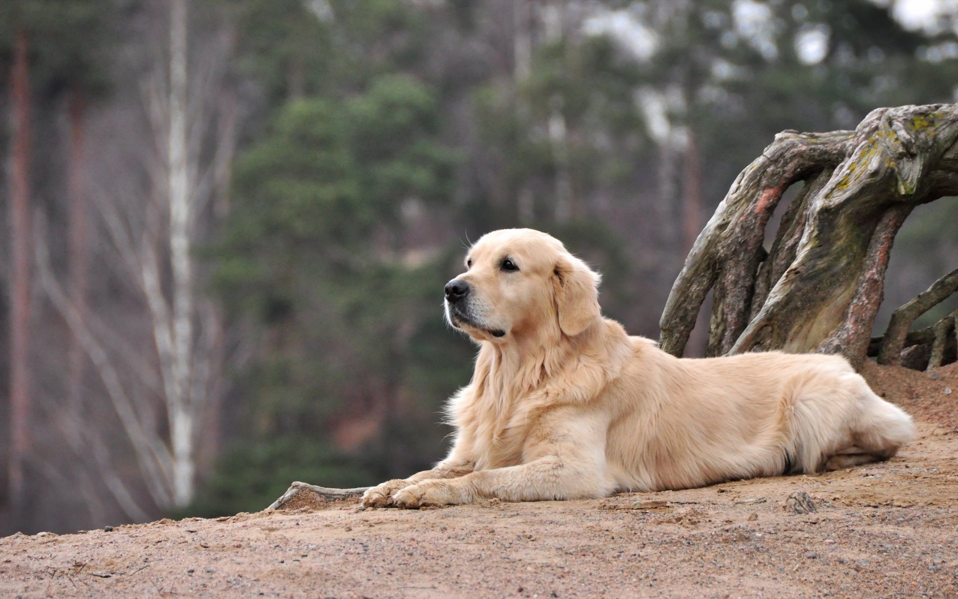 cane sguardo amico