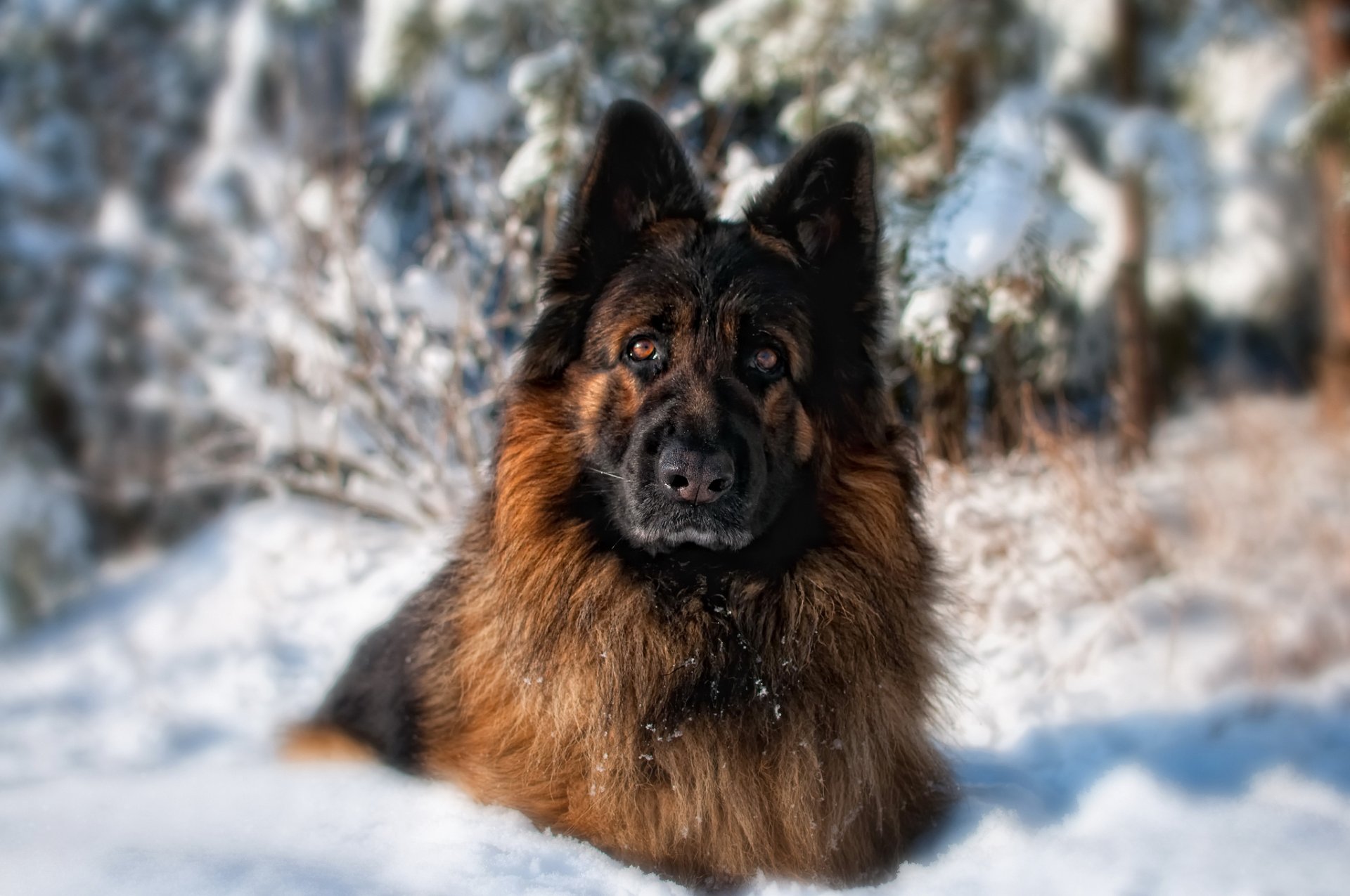 german shepherd dog view forest