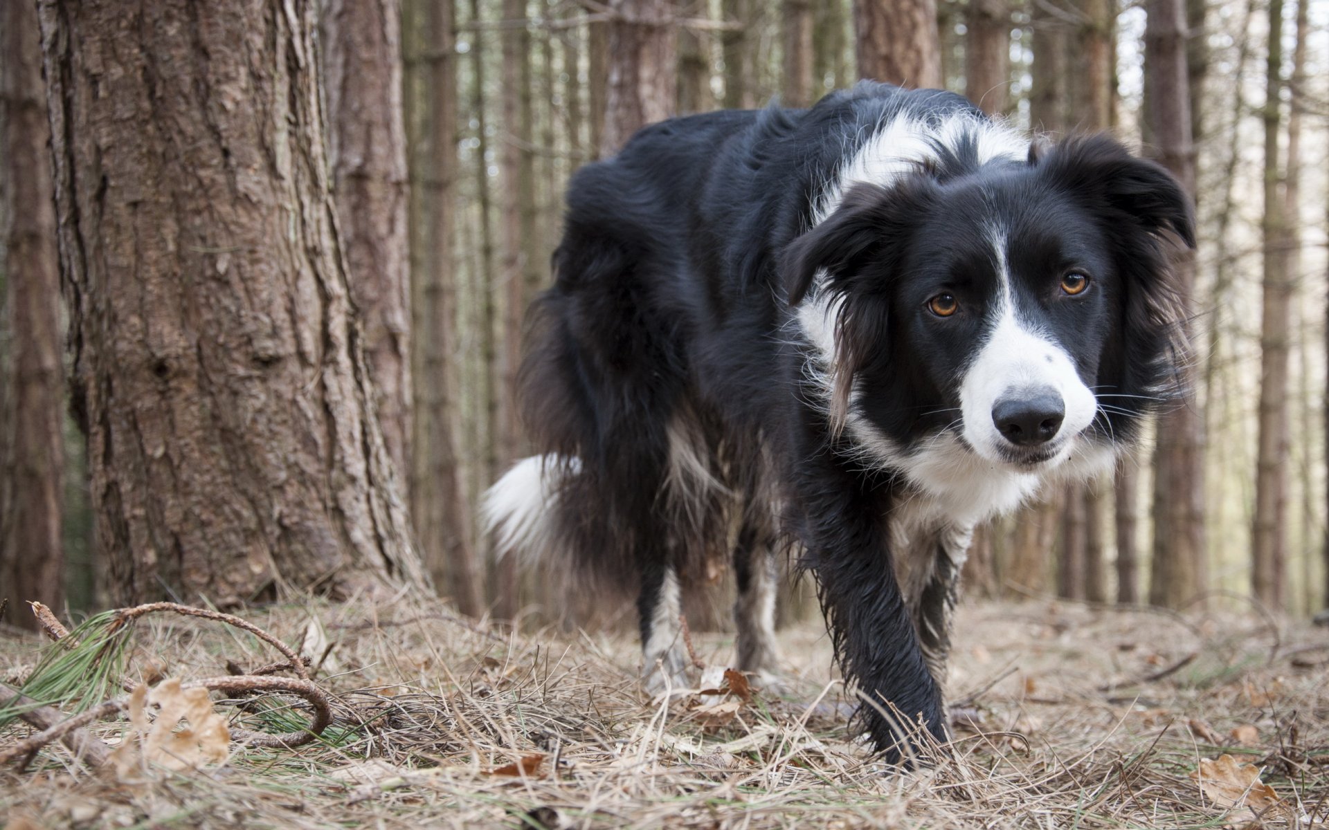 collie dog other